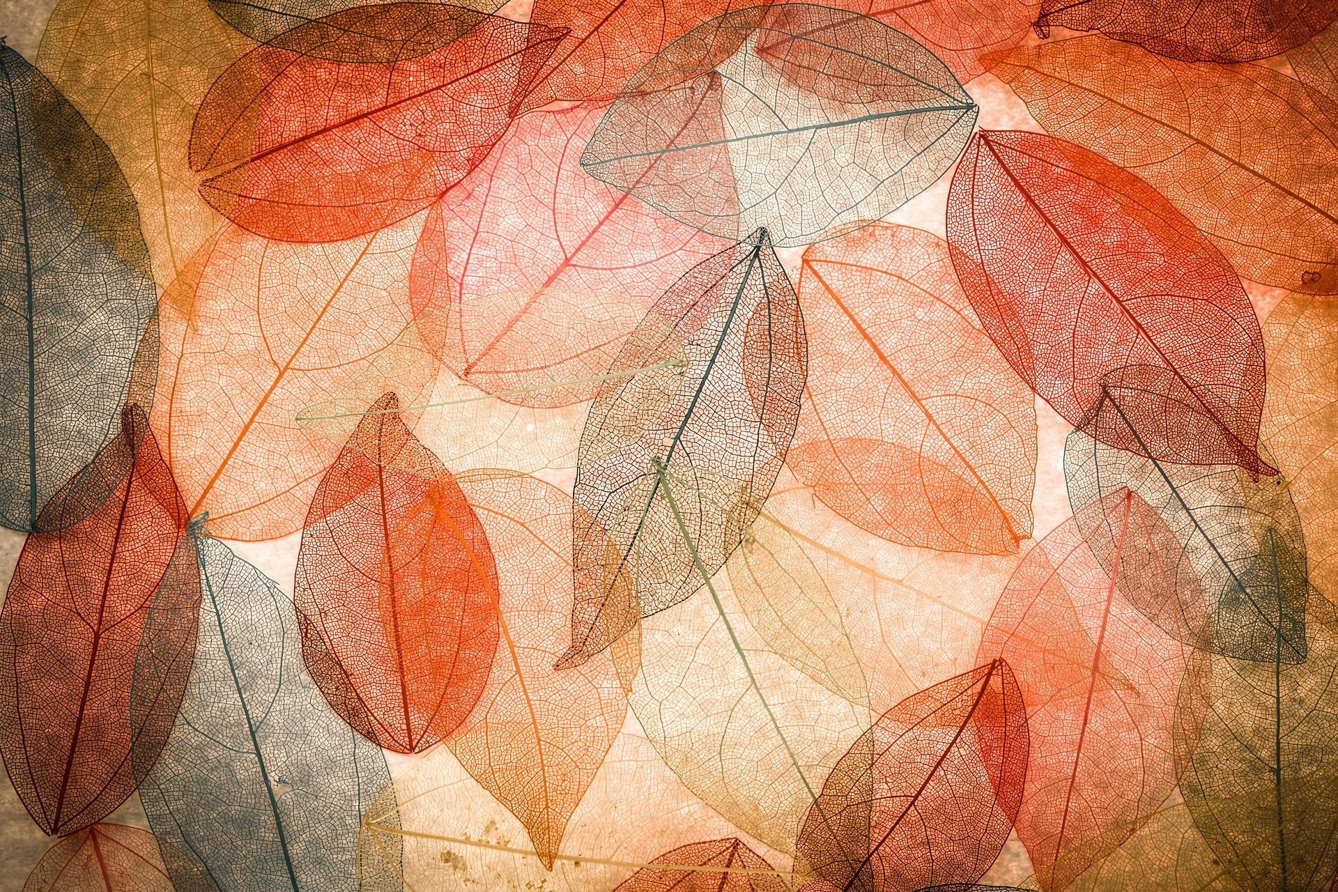 1920x1280 autumn leaves transparent abstract colorful leaves autumn background