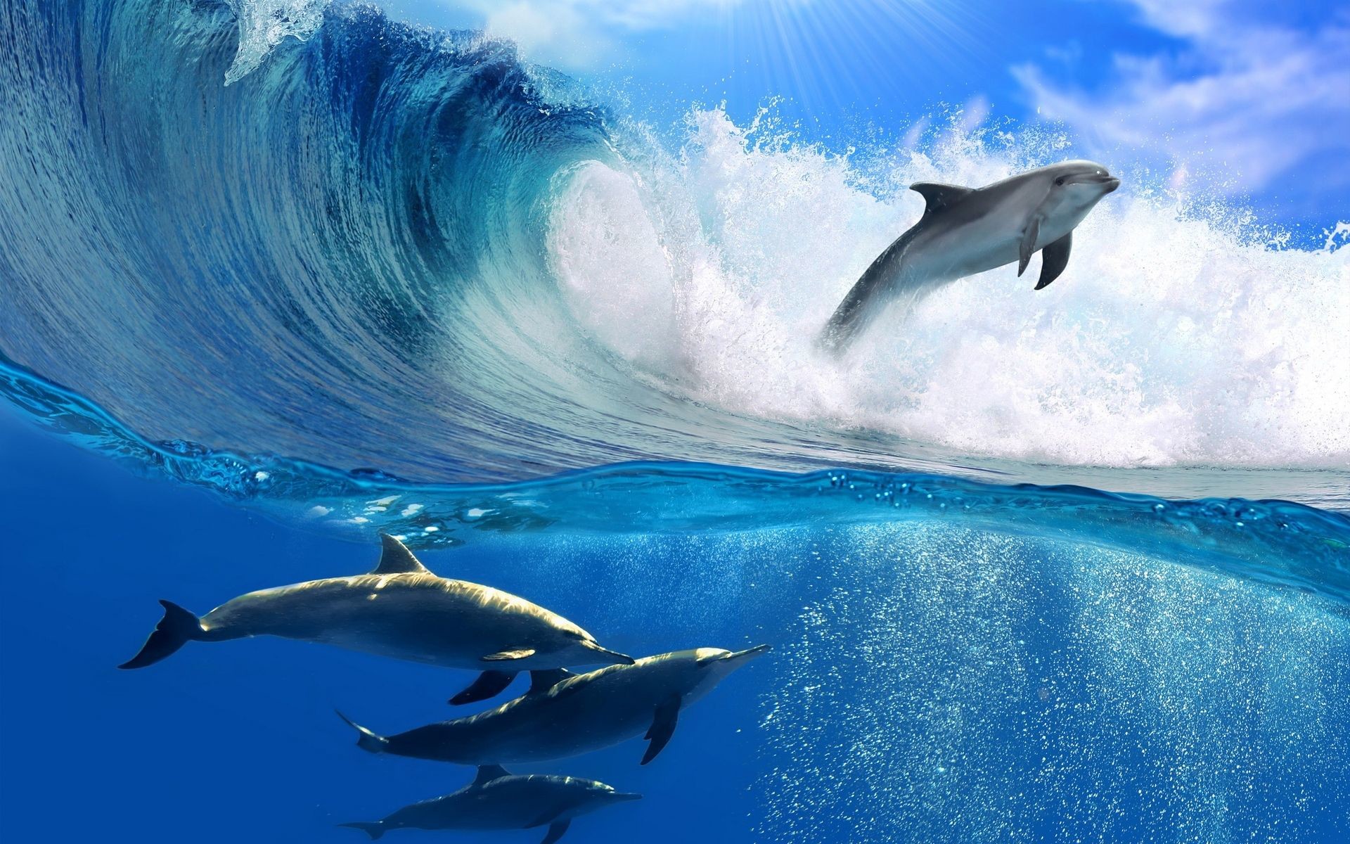 1920x1200 Dolphin Wave Wallpaper HD Wallpaper Top