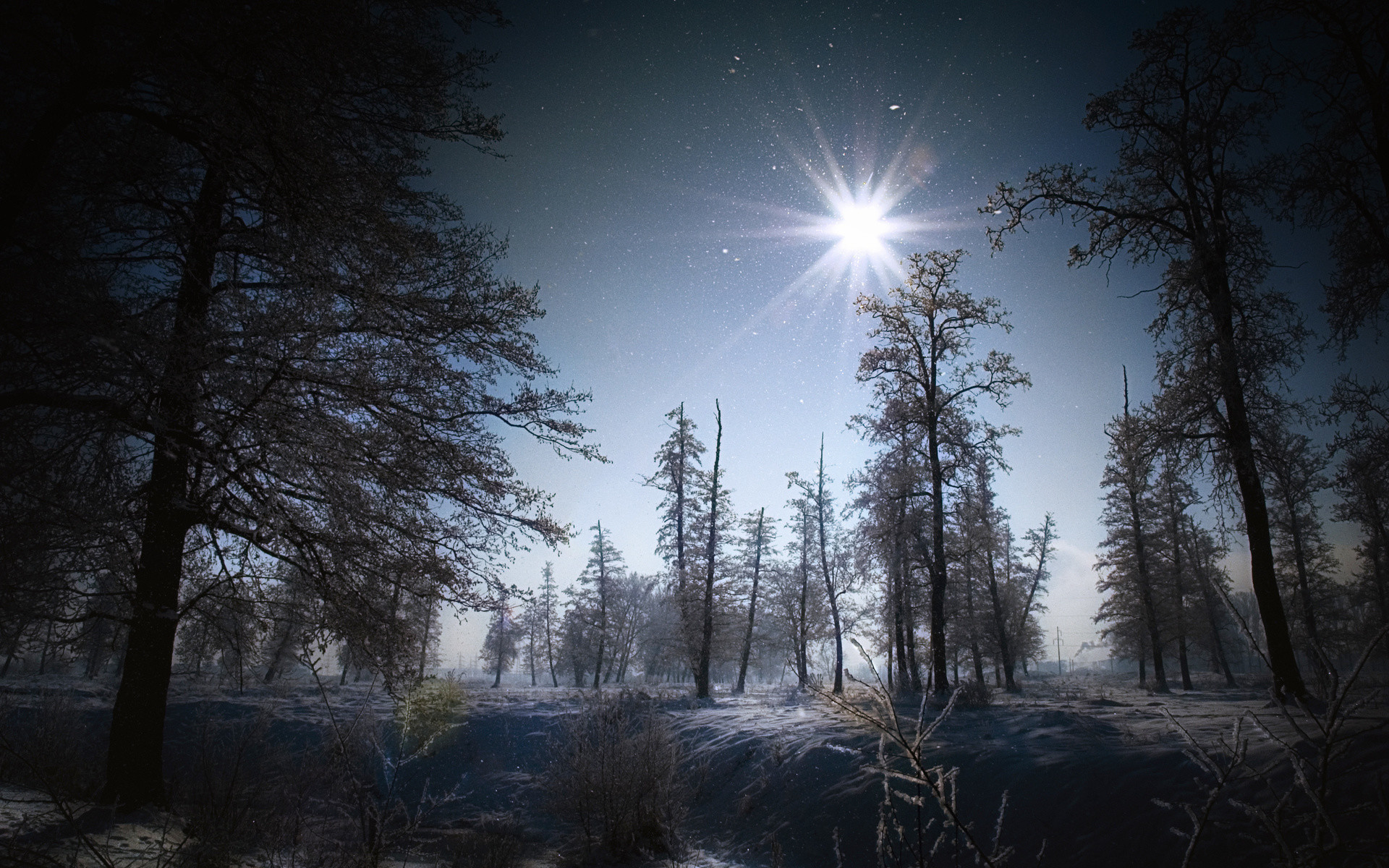 1920x1200 Flakes winter snow night moon light landscapes trees forest wallpaper |   | 41476 | WallpaperUP