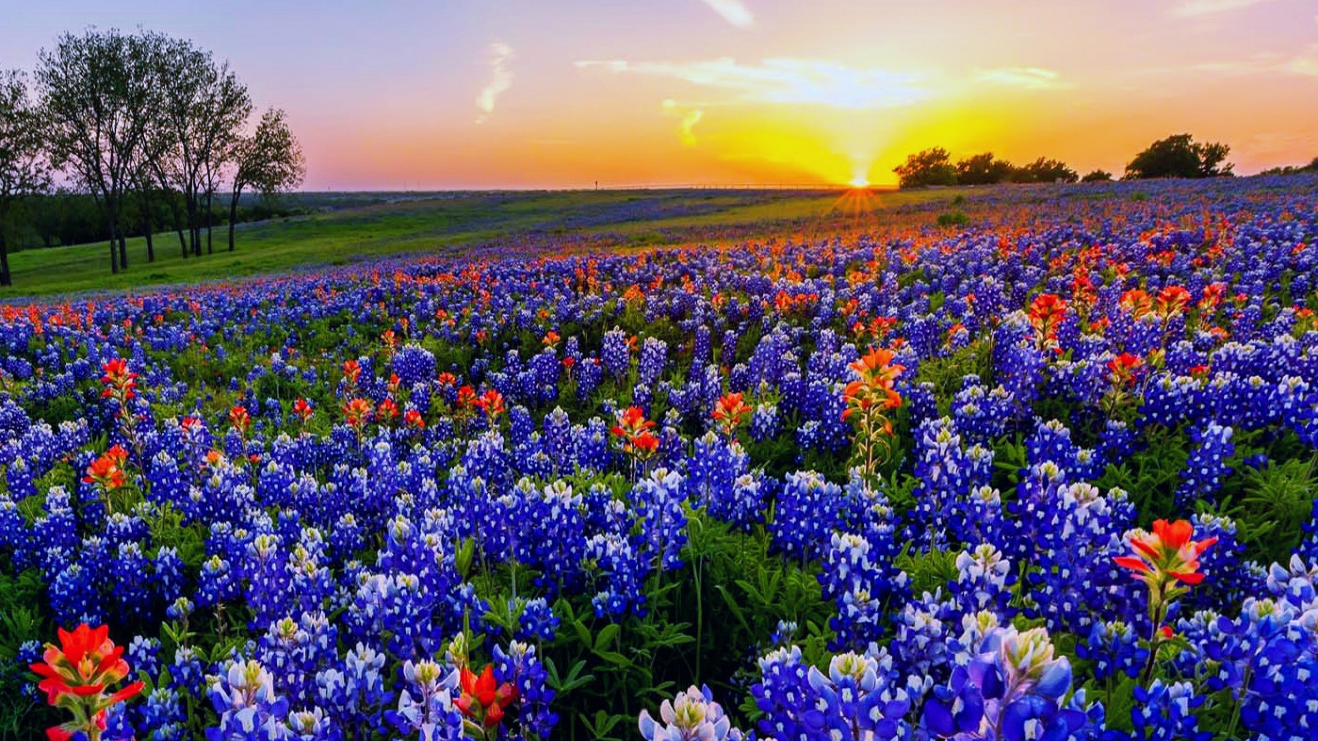 2560x1440 Texas wildflowers