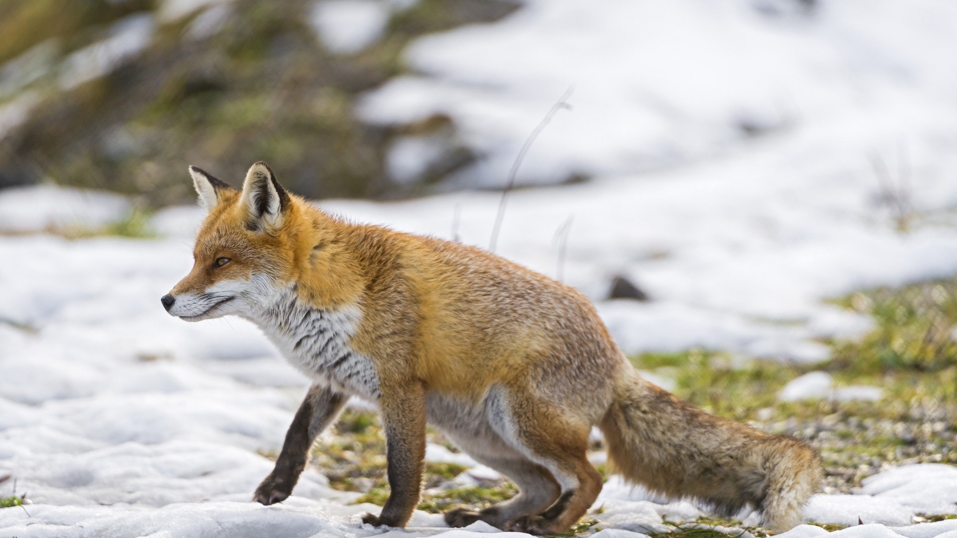 1920x1080  Wallpaper fox, snow, walking, hunting
