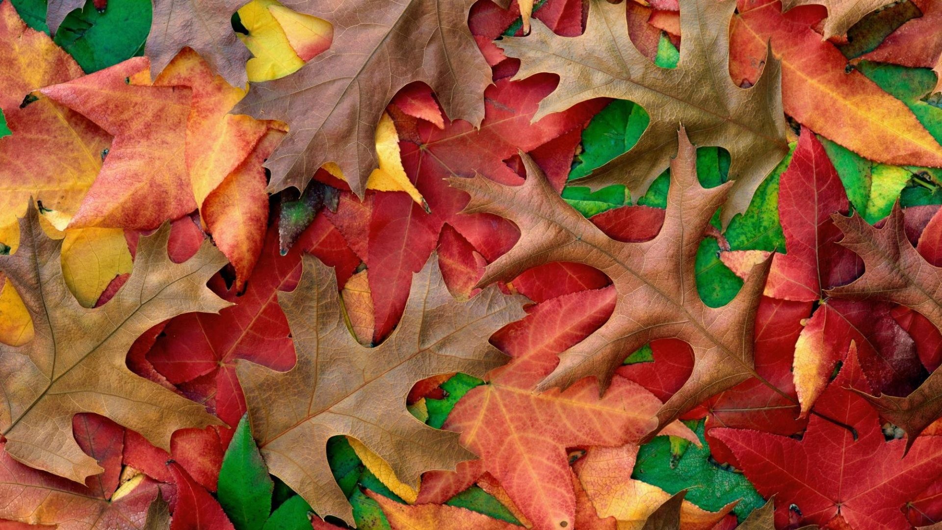 1920x1080 October Tag - Leaves Autumn Photography Nature Shades Fall Season October  Free Desktop Background for HD