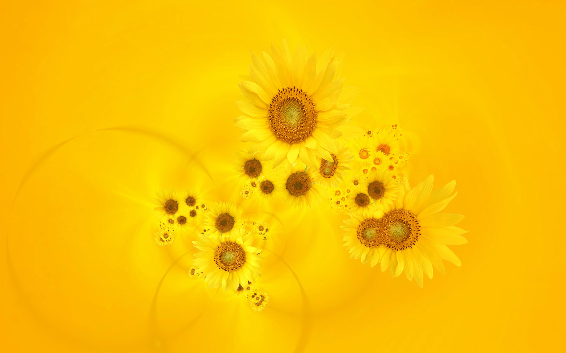 1920x1200 Bright Yellow Sunflowers