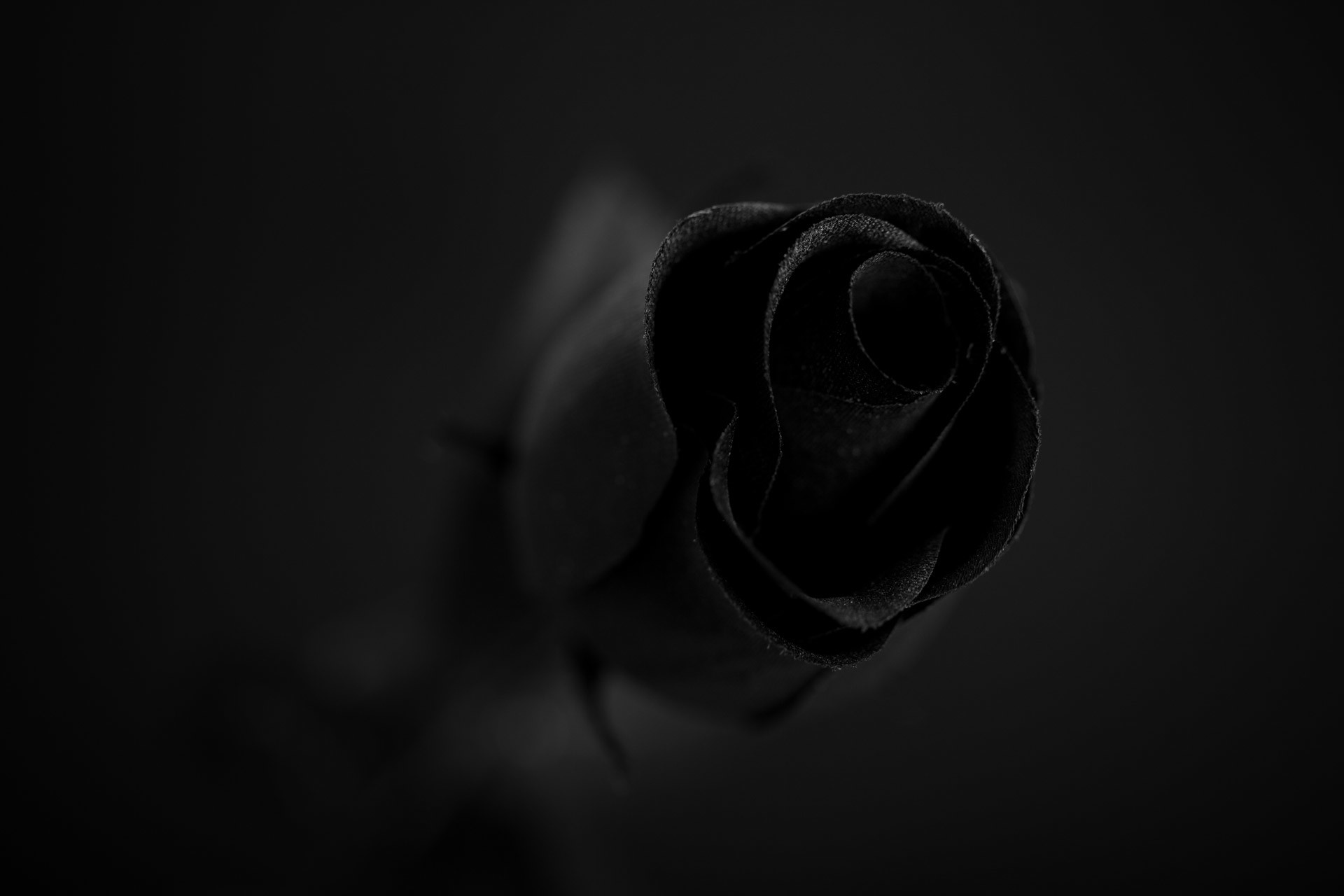 1920x1280 Black Rose Free Stock Photo HD Public Domain Pictures