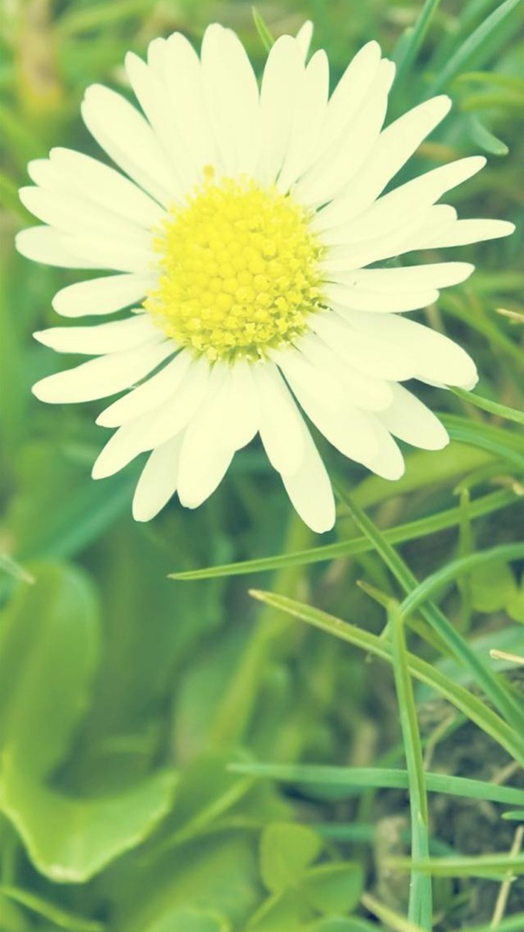 1080x1920 Wallpaper backgrounds Â· White Sunshine Daisy Flower #