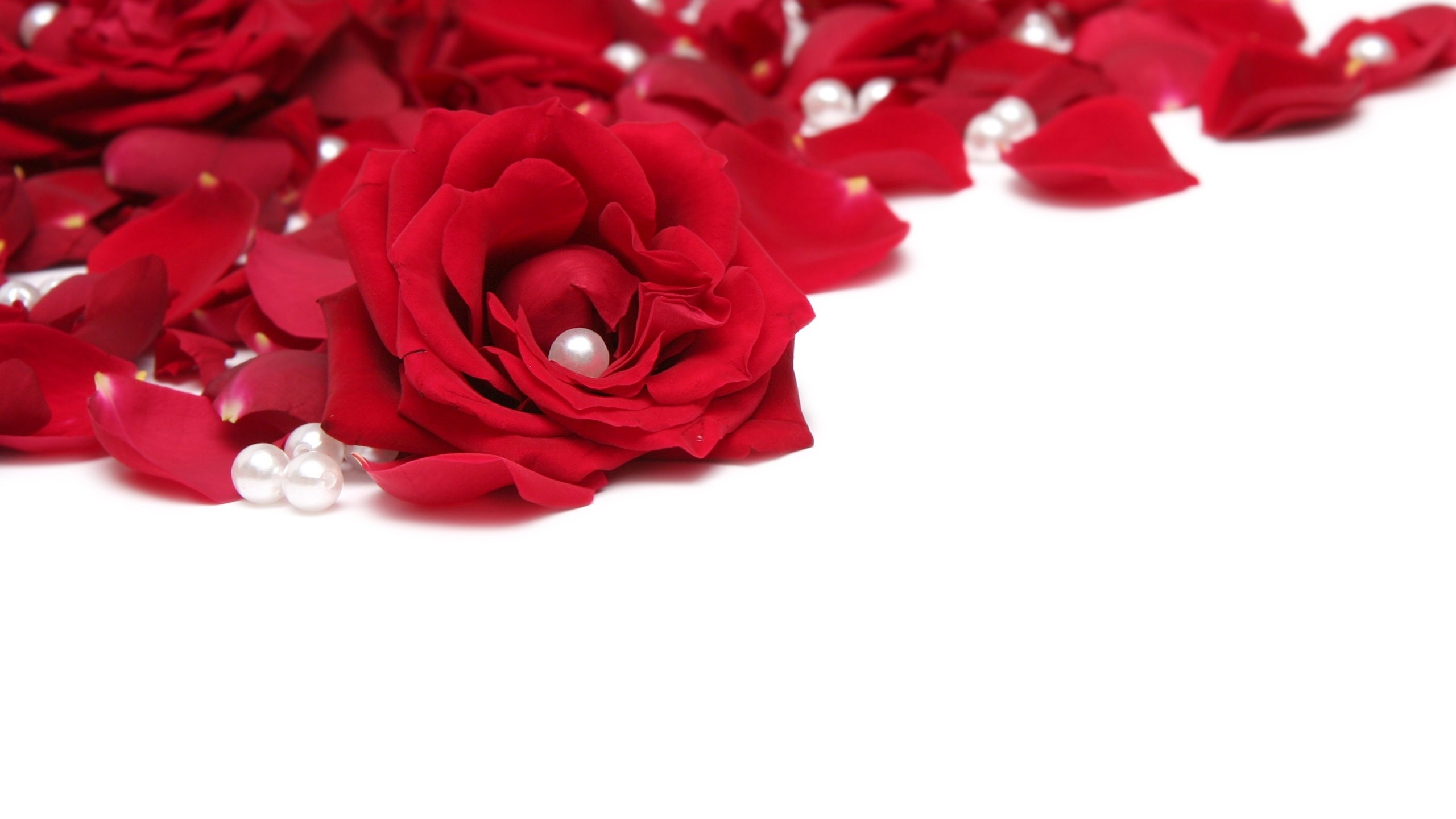 2560x1440  Wallpaper rose, beads, red, white