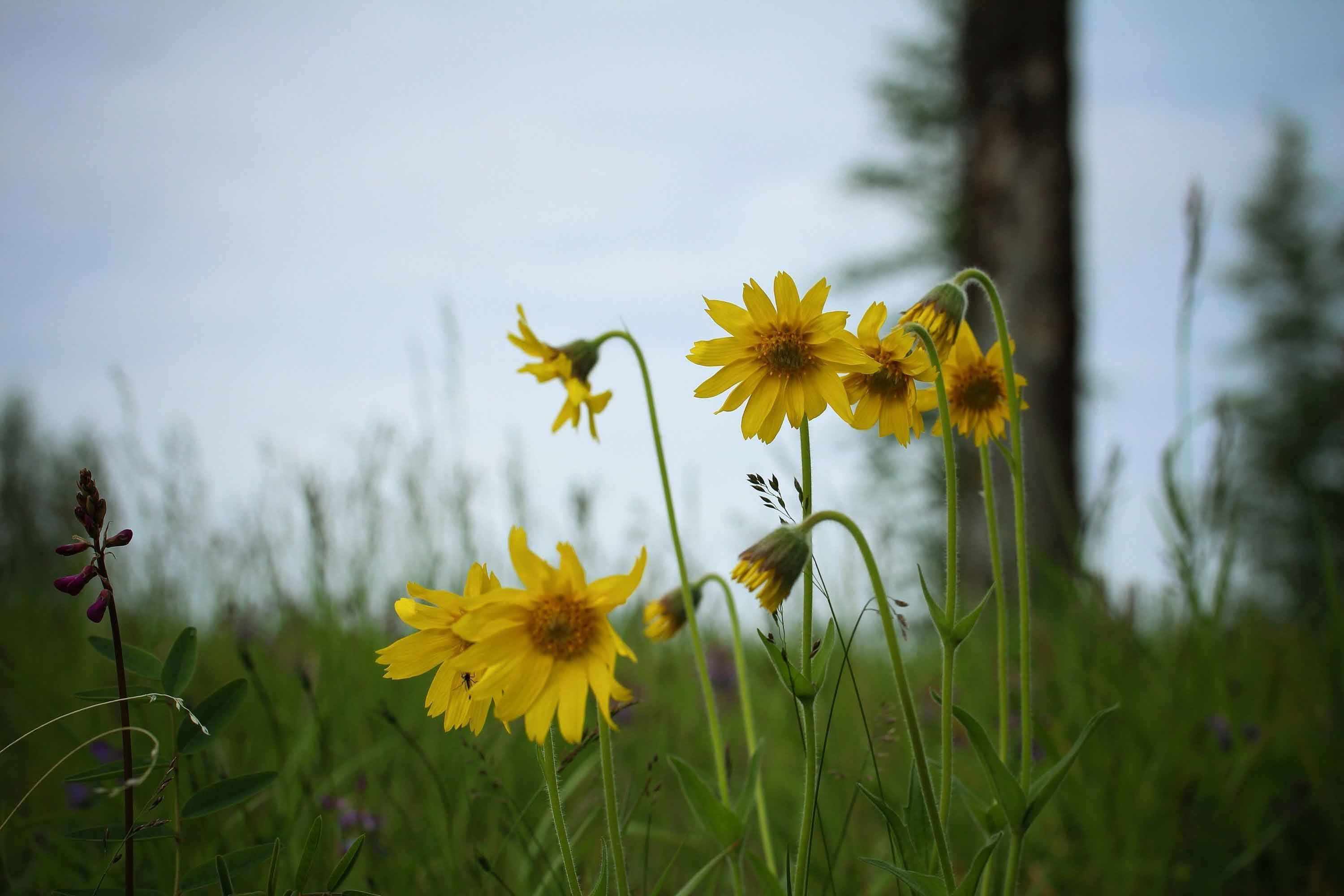 3000x2000 Flowers Nature Beautiful Tundra Yellow Wallpapers Desktop Free Download