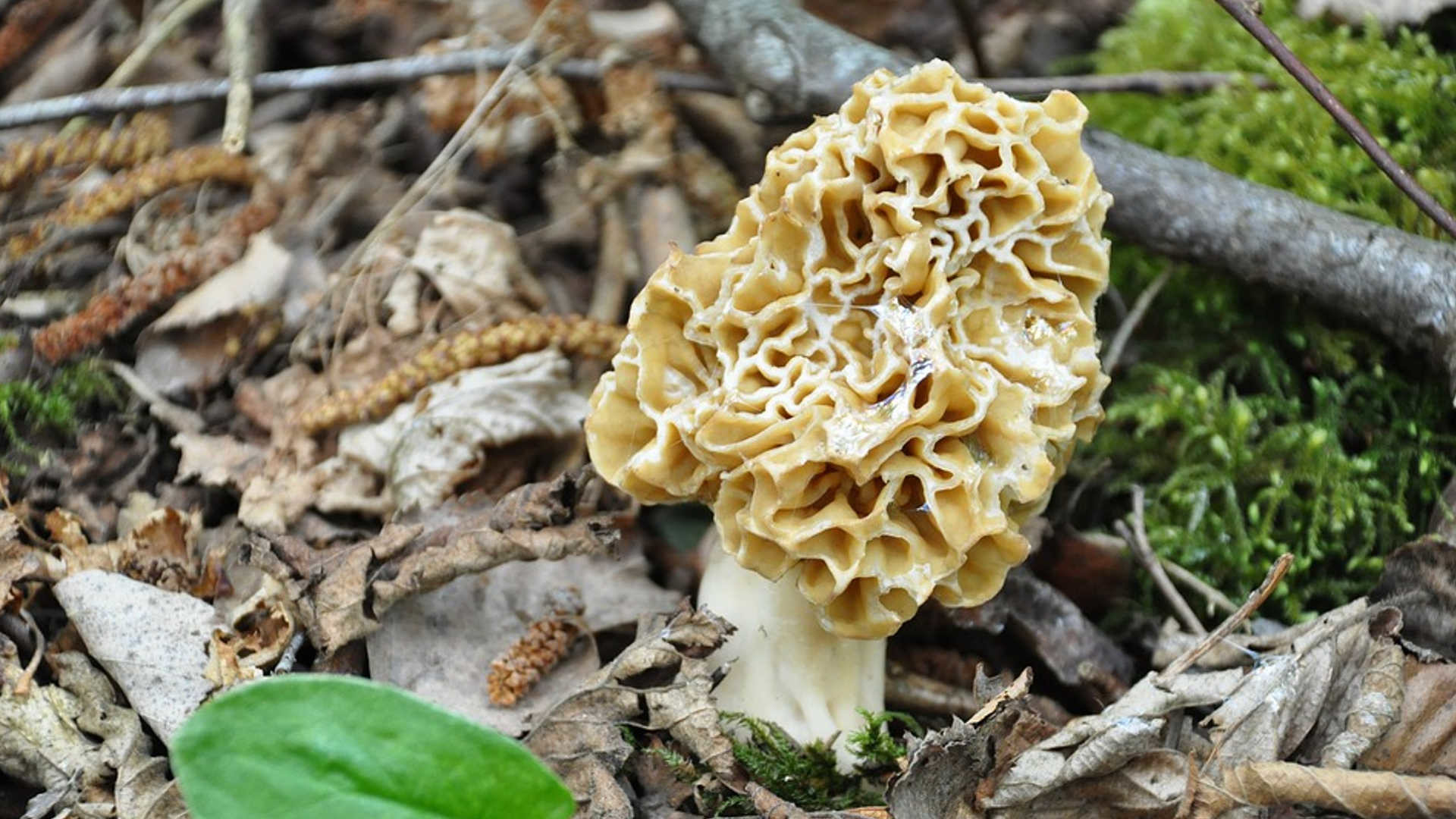 1920x1080 Now that it's spring, a particular species of edible mushroom is beginning  to appear across the country, including southern Oregon.