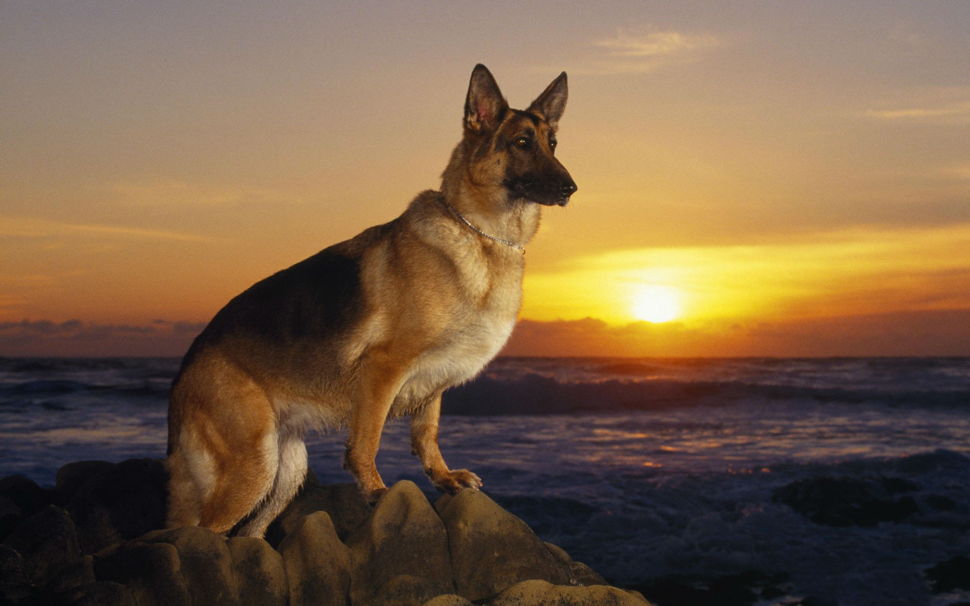 1920x1200 Cool Dogs Wallpapers | Dog Pictures | Dog Hd Images For Desktop – Page  Along With Inspiring German Shepherd Dogs Wallpaper Hd