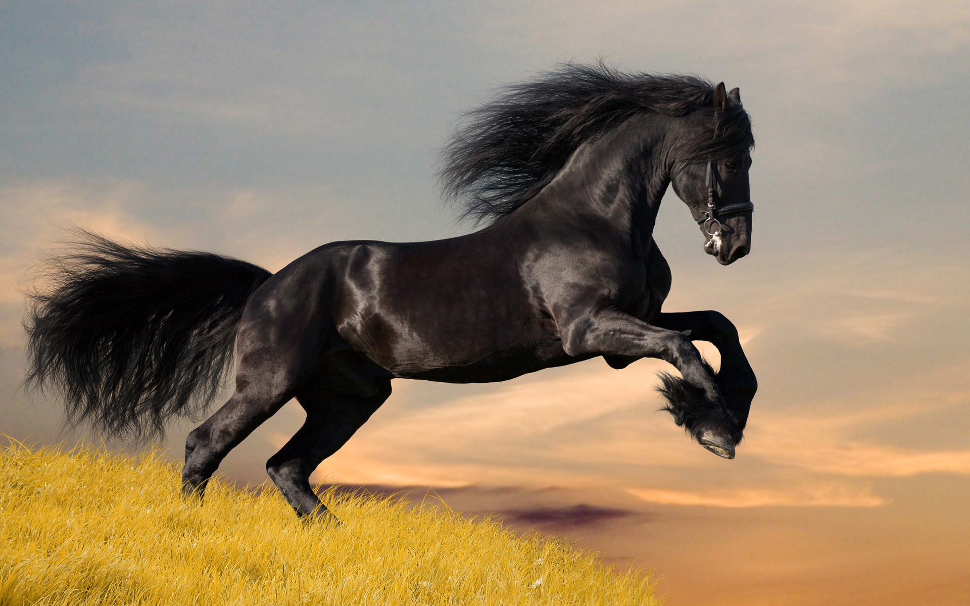 1920x1200 Tags:  Horse