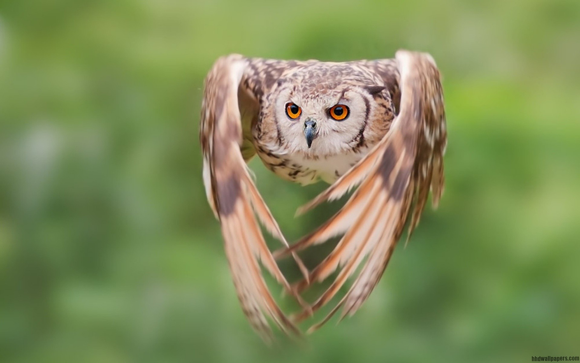 1920x1200 Flying Owl Wallpapers