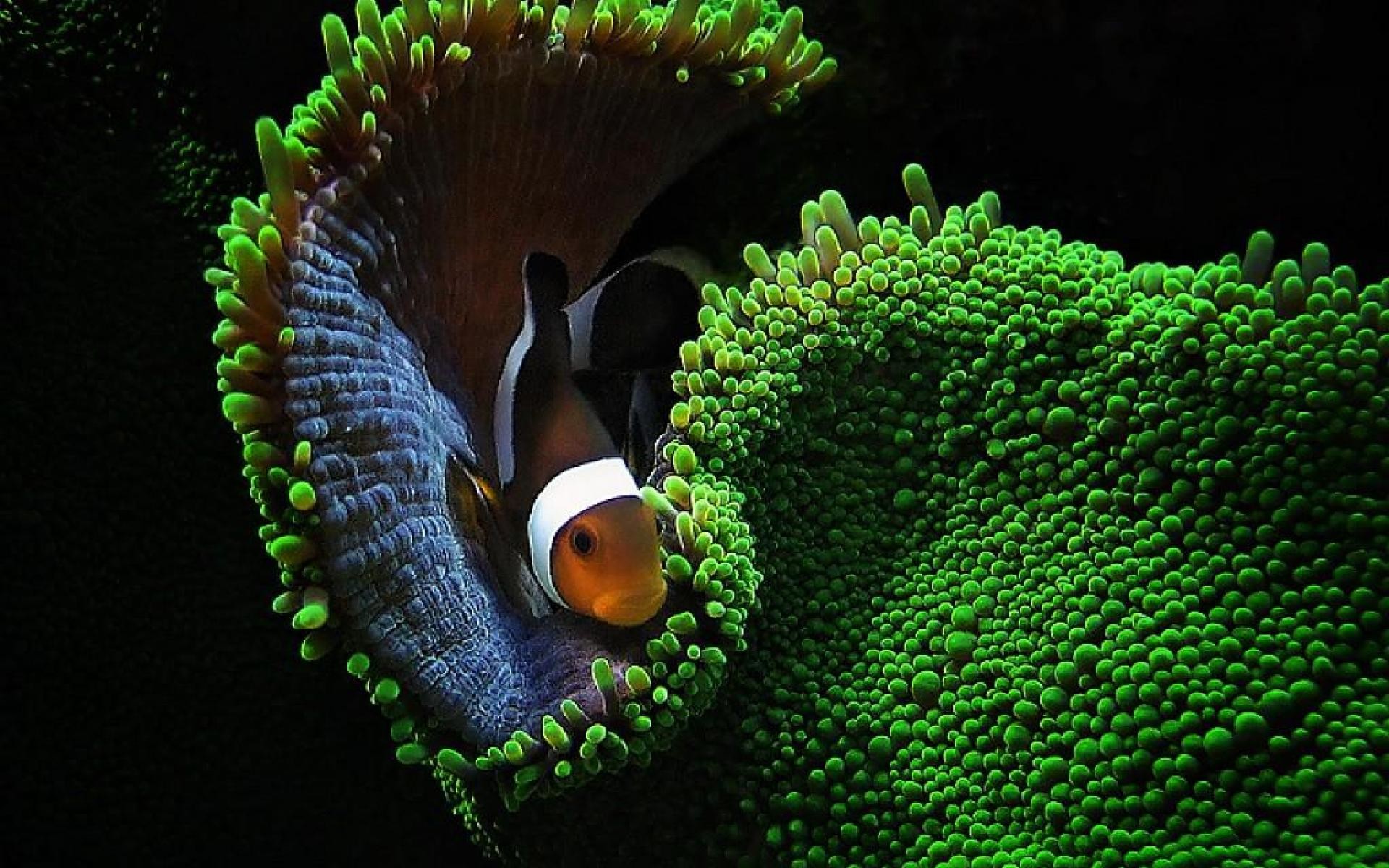 1920x1200 ... pictures images clown fish wallpapers hd desktop wallpapers high ...