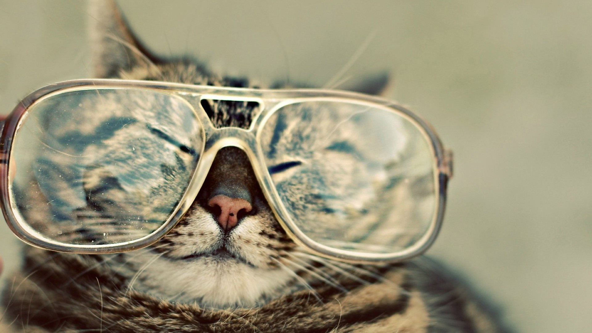 1920x1080 Funny Cat wallpapers and stock photos