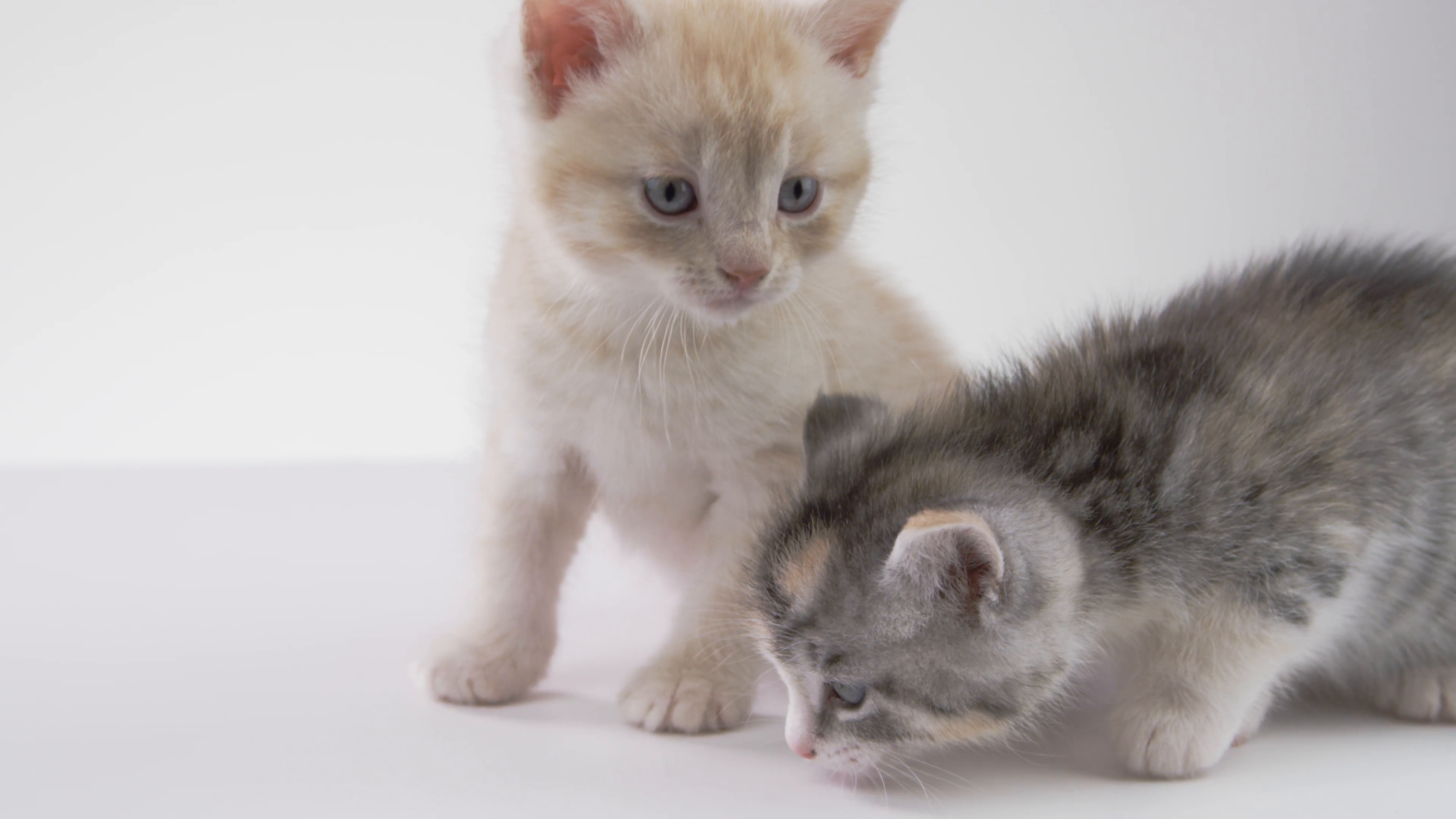 3840x2160 Kitten Brothers on White background Stock Video Footage - Storyblocks Video