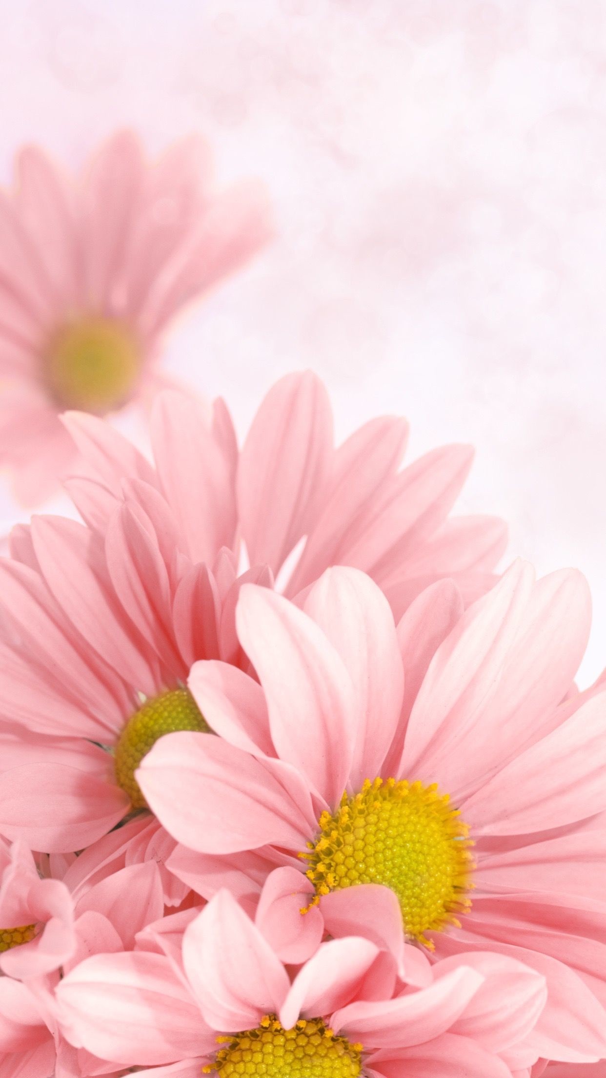 1242x2208 Pink flowers
