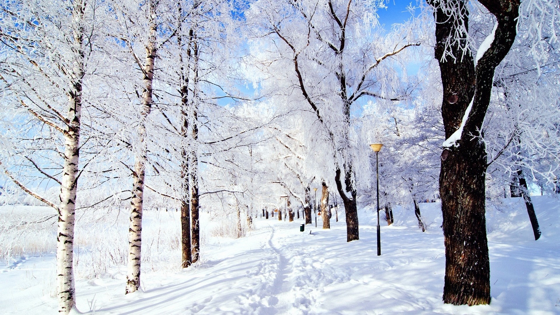 1920x1080  Wallpaper trail, trees, snow, frost, day, winter