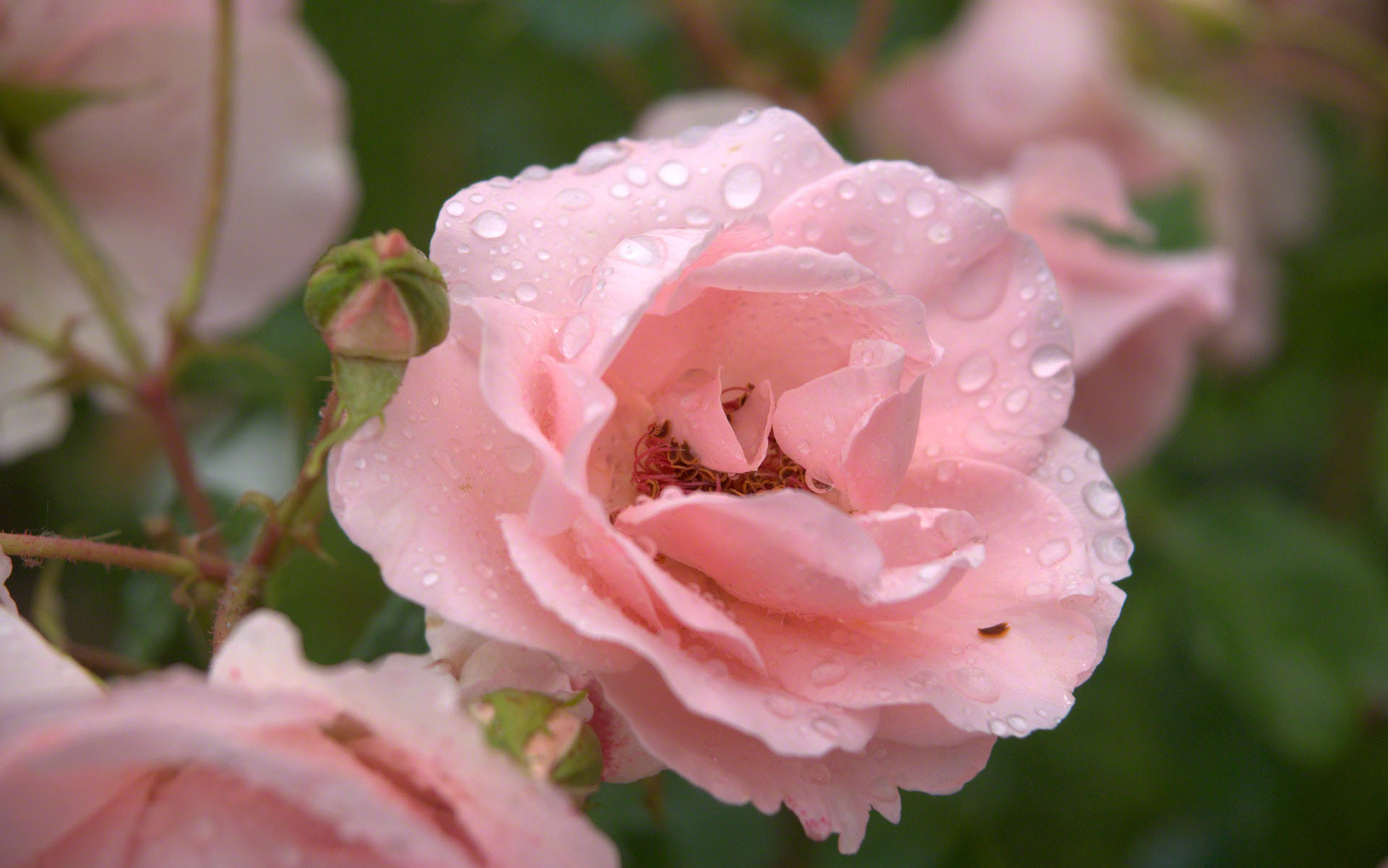 1920x1201 pink rose with raindrops
