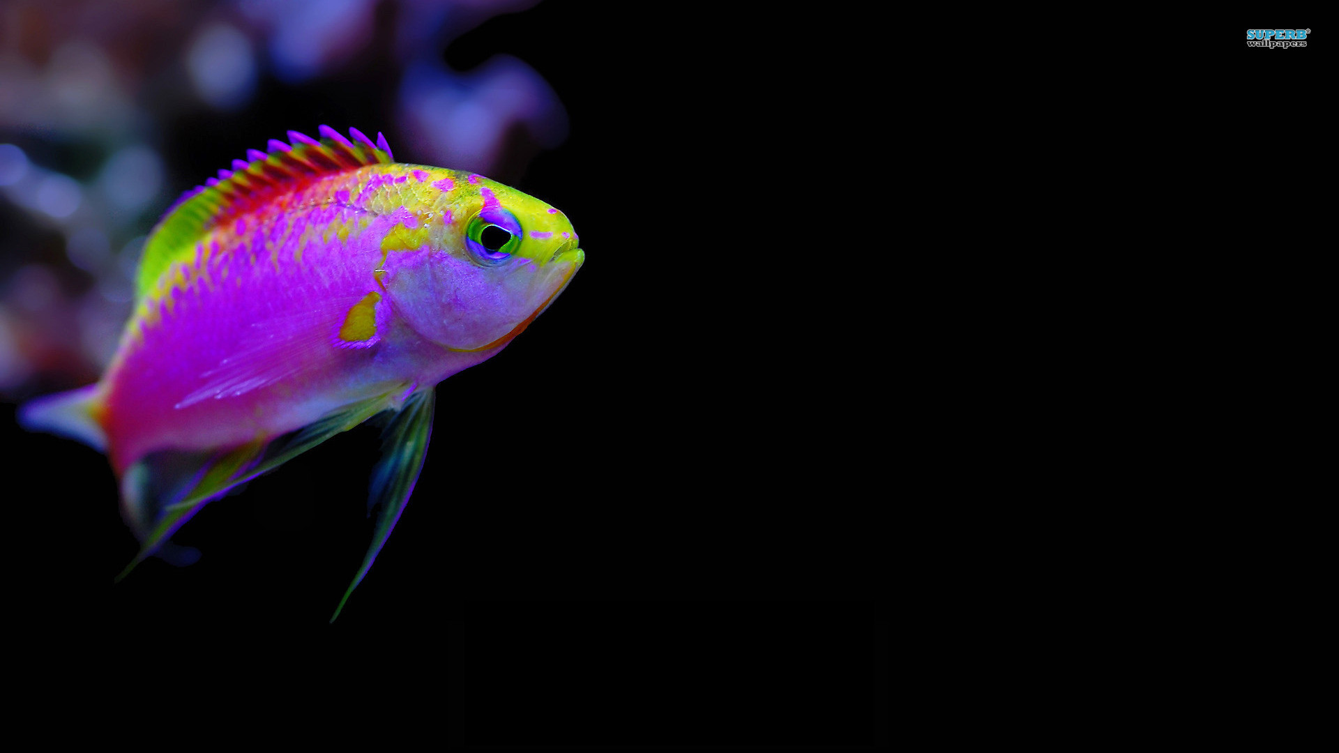 1920x1080 free wallpapers featuring tropical colorful fishes | Colorful tropical fish  wallpaper 