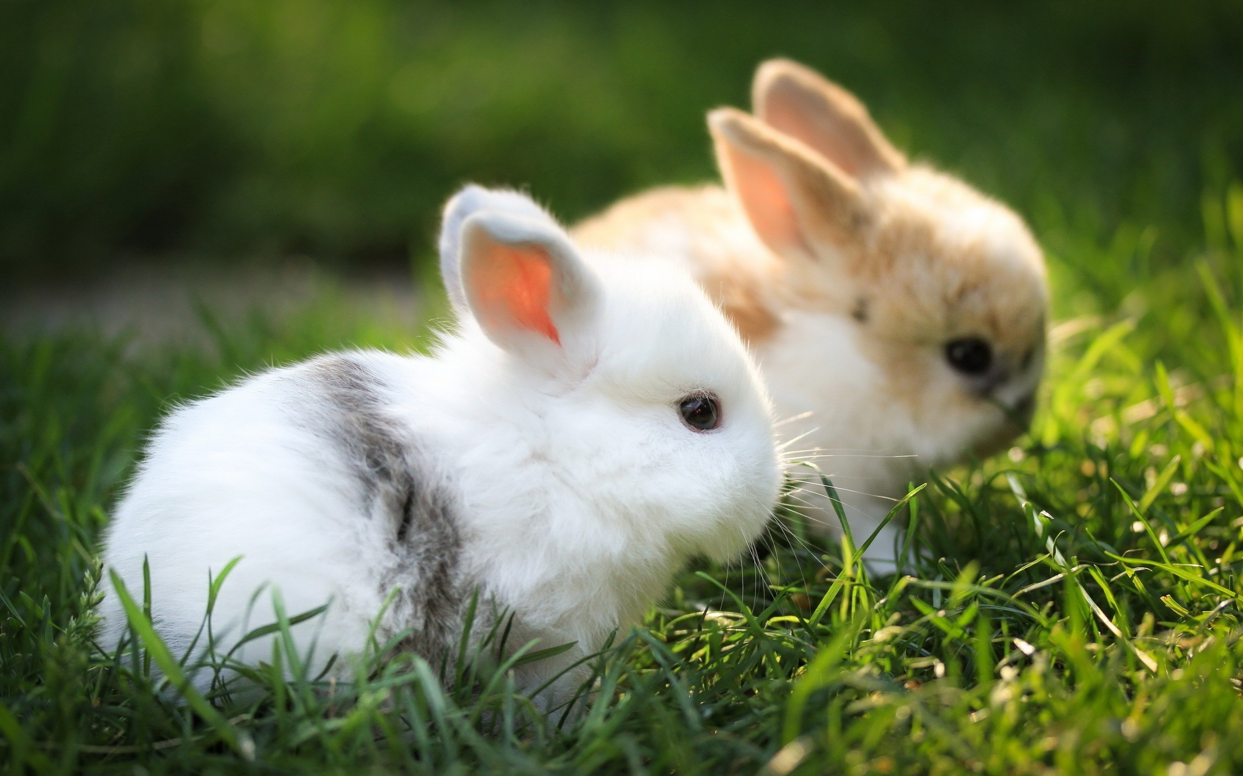 2560x1600 Pictures of Baby Bunny | The Art Mad Wallpapers