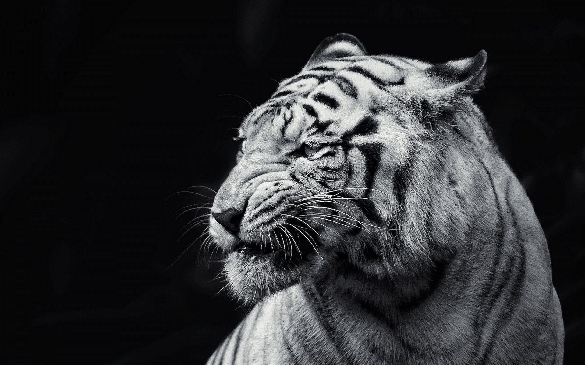 1920x1200 192 White Tiger Wallpapers | White Tiger Backgrounds Page 4