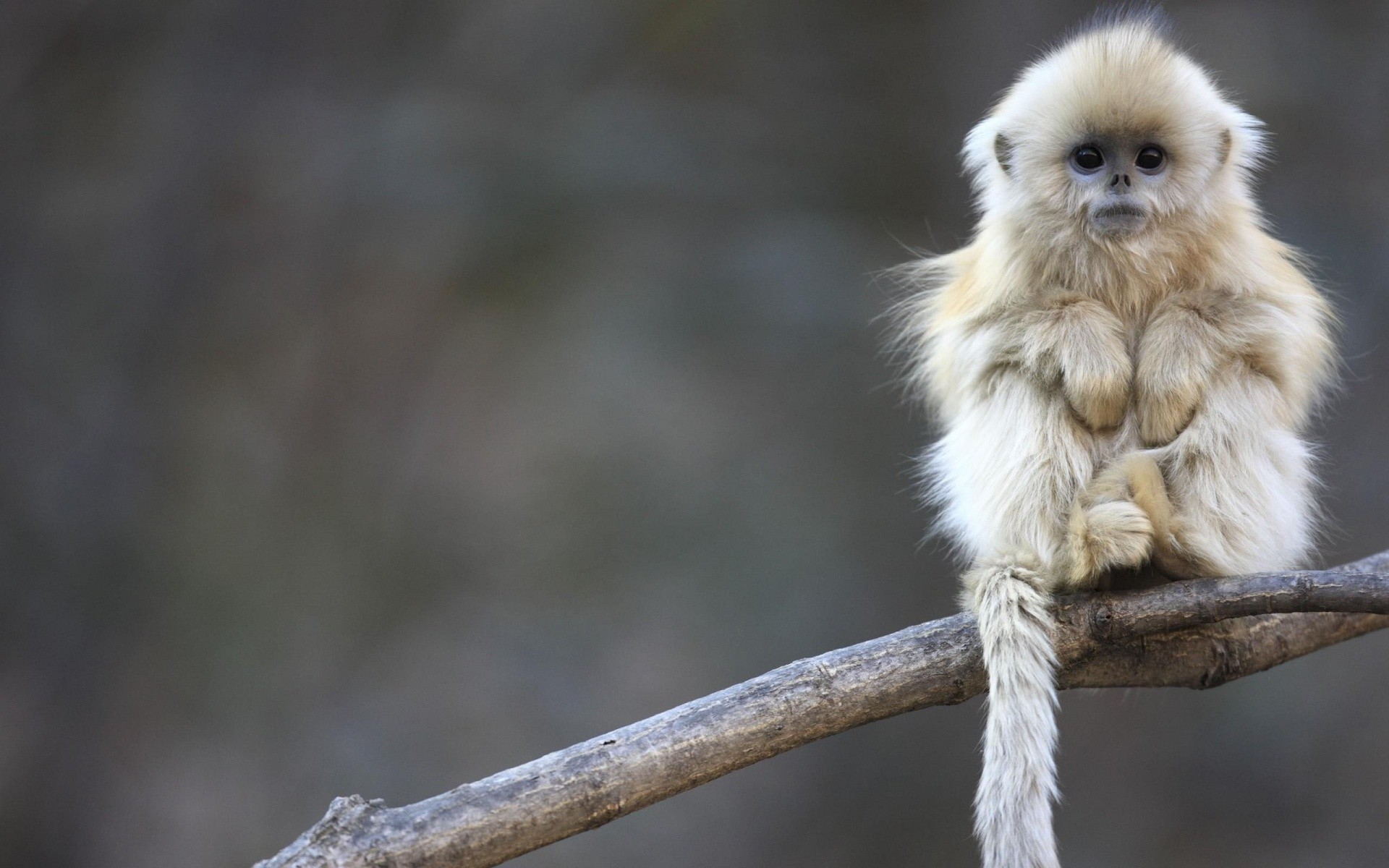 1920x1200 16 Golden snub-nosed monkey HD Wallpapers | Backgrounds - Wallpaper Abyss