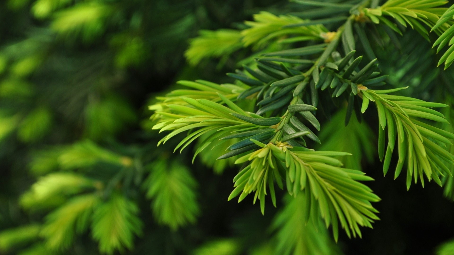 1920x1080 Green nature trees Christmas trees pine trees wallpaper |  |  252622 | WallpaperUP