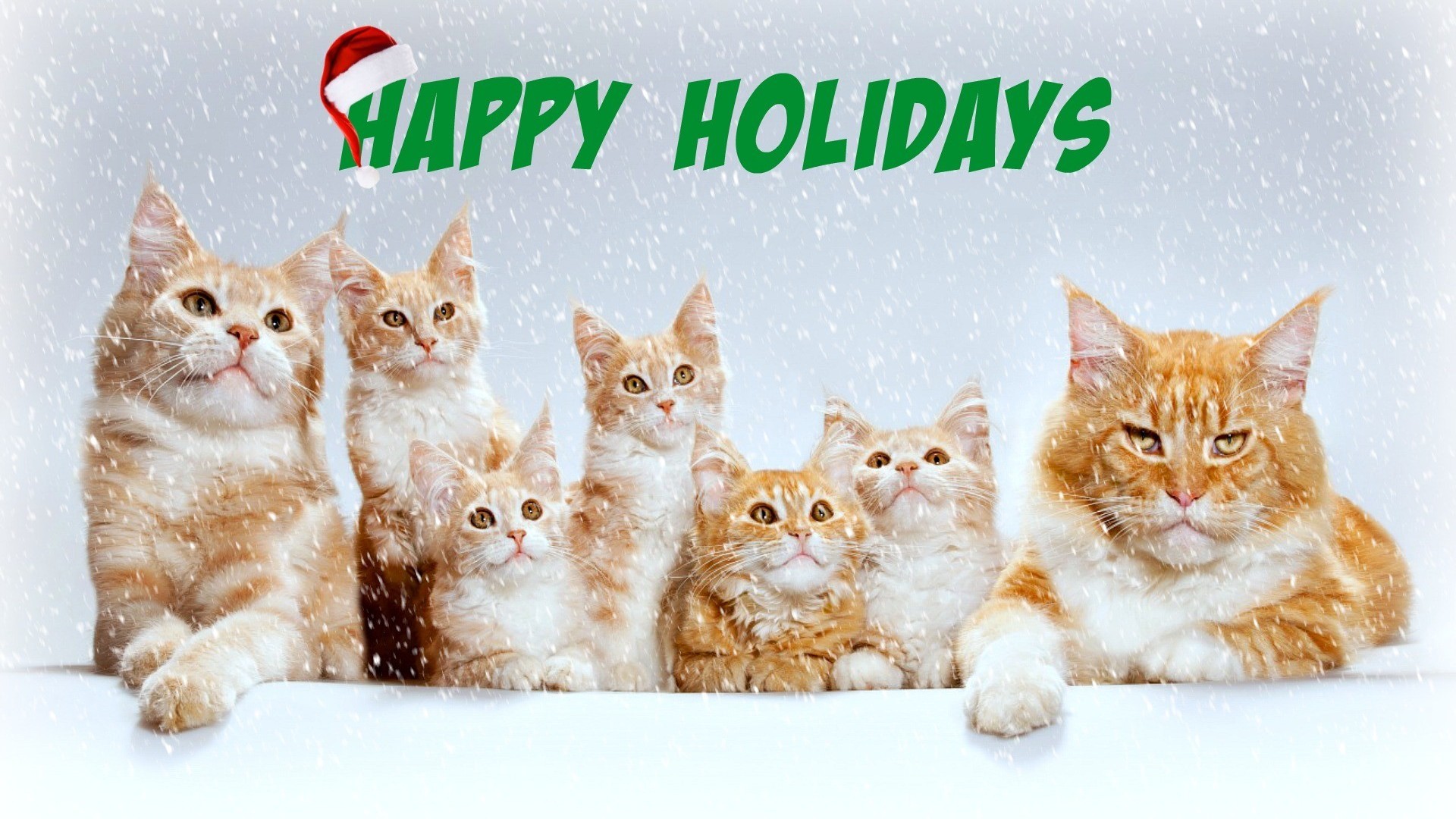 1920x1080 Cats-happy-holidays-katz-family-xmas-cats-animals-