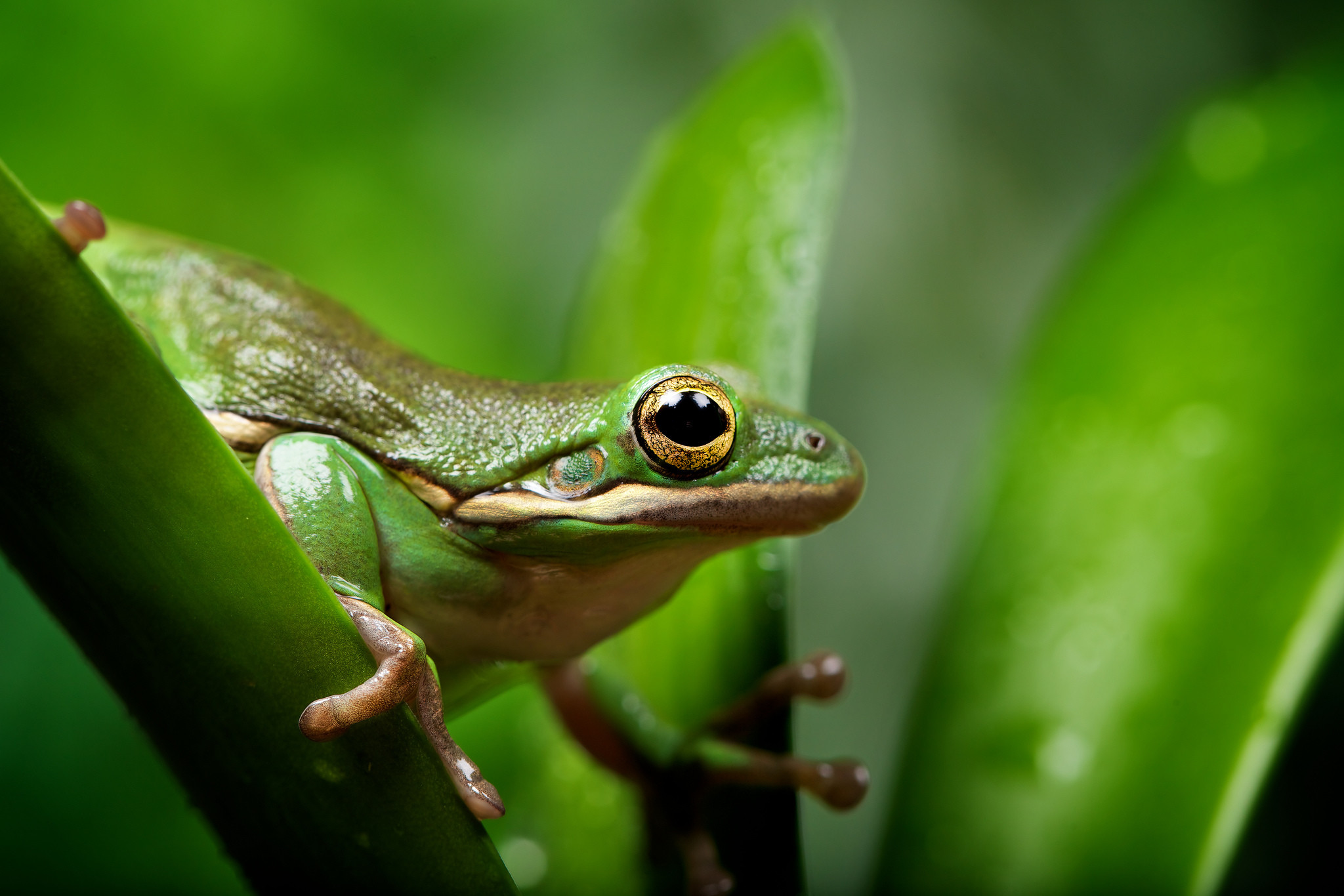 2048x1366 28 Excellent HD Frog Wallpapers