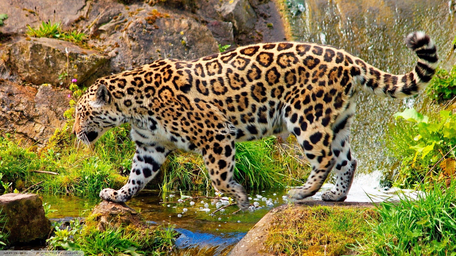 1920x1080 jaguars, Animals, Nature Wallpaper HD