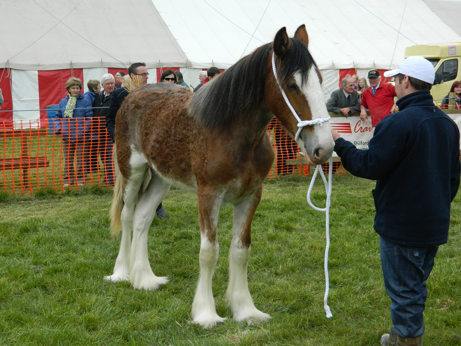 1920x1440 Clydesdale Horse
