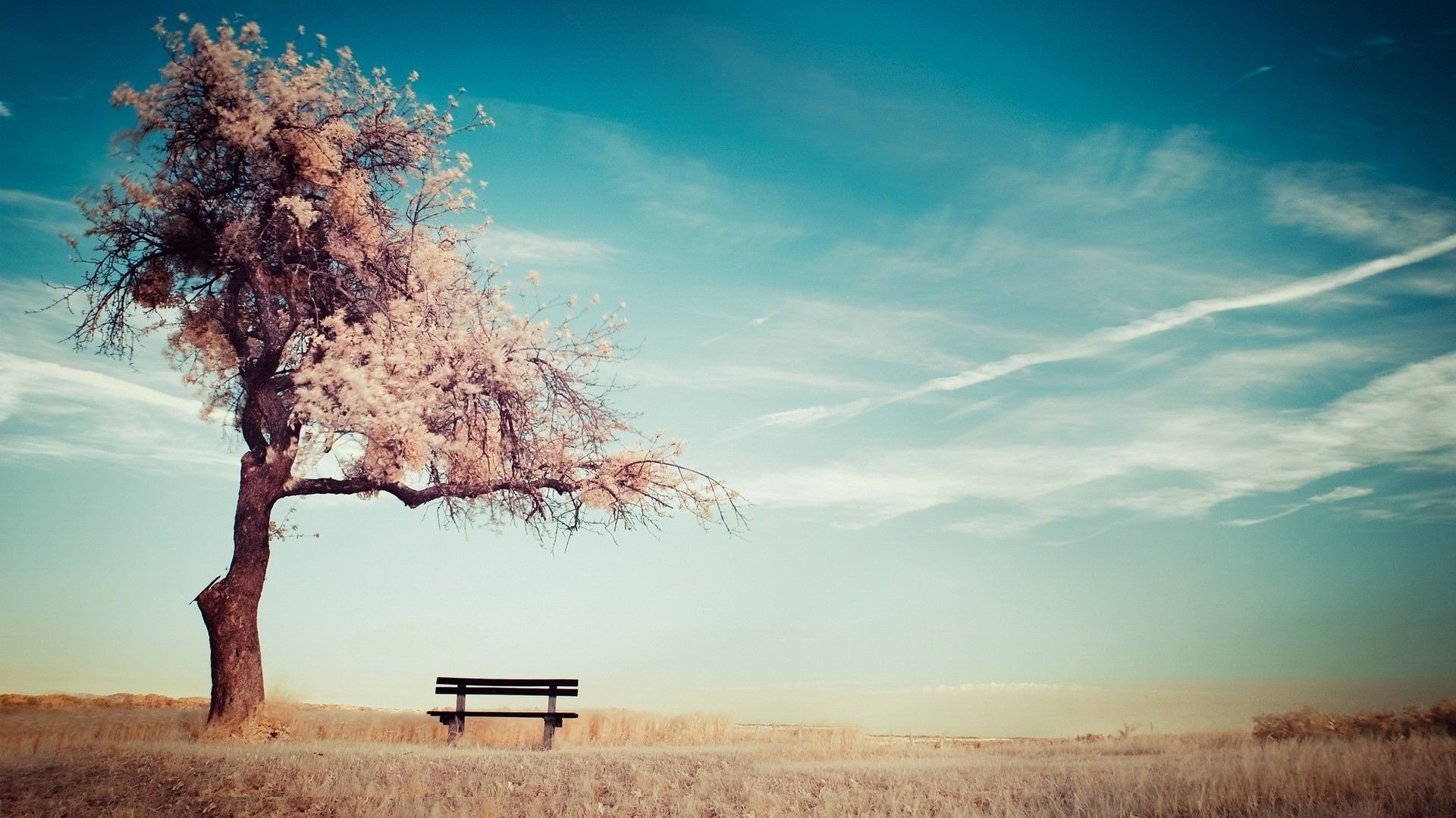 1920x1080 alone cherry blossom tree beside the bench wallpaper