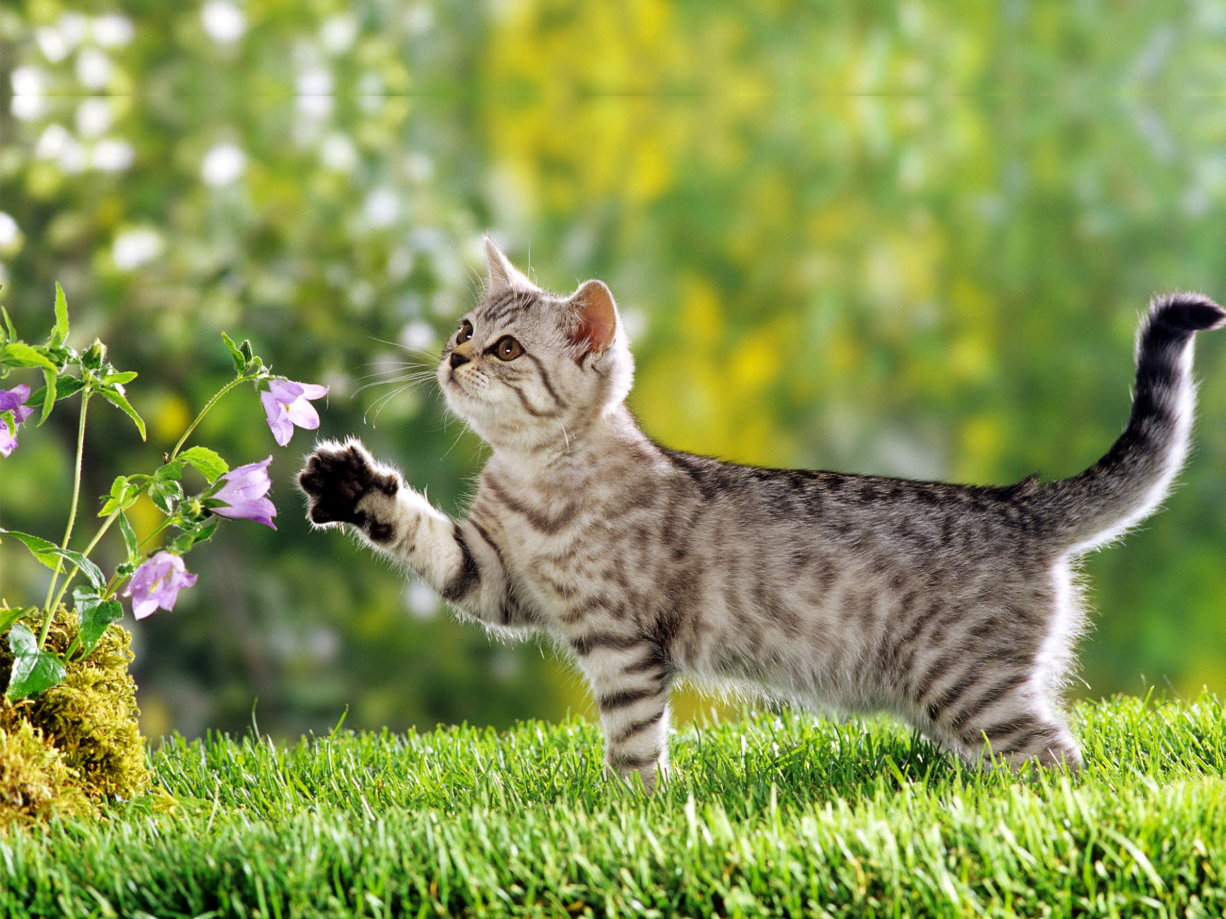 2400x1800 Beautiful garden cute persian kitty kitten with flowers hd wallpaper desktop .