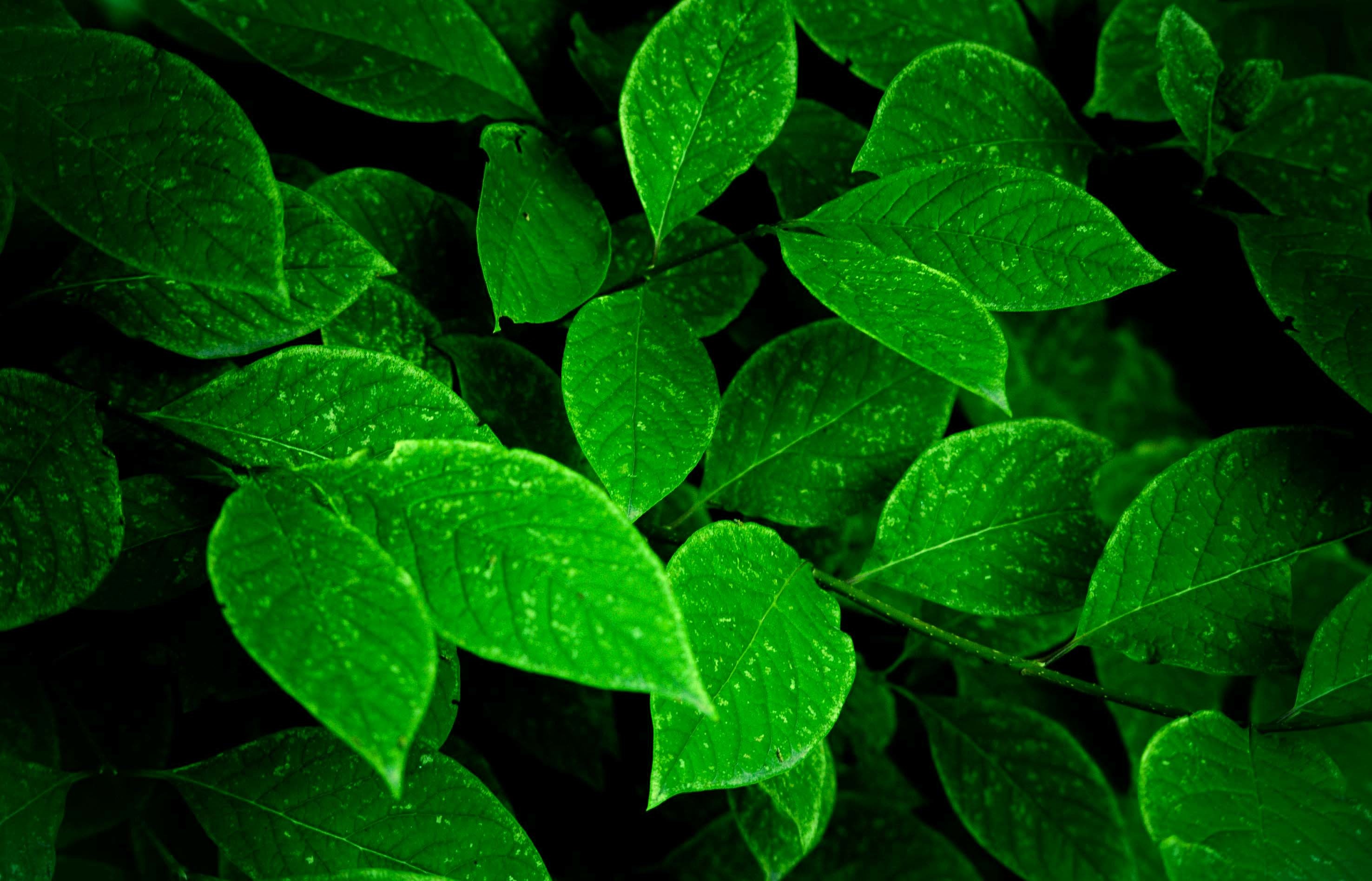2952x1896 Background from leaves of bright green color | 331.1 Kb, bright |  G-2333971987