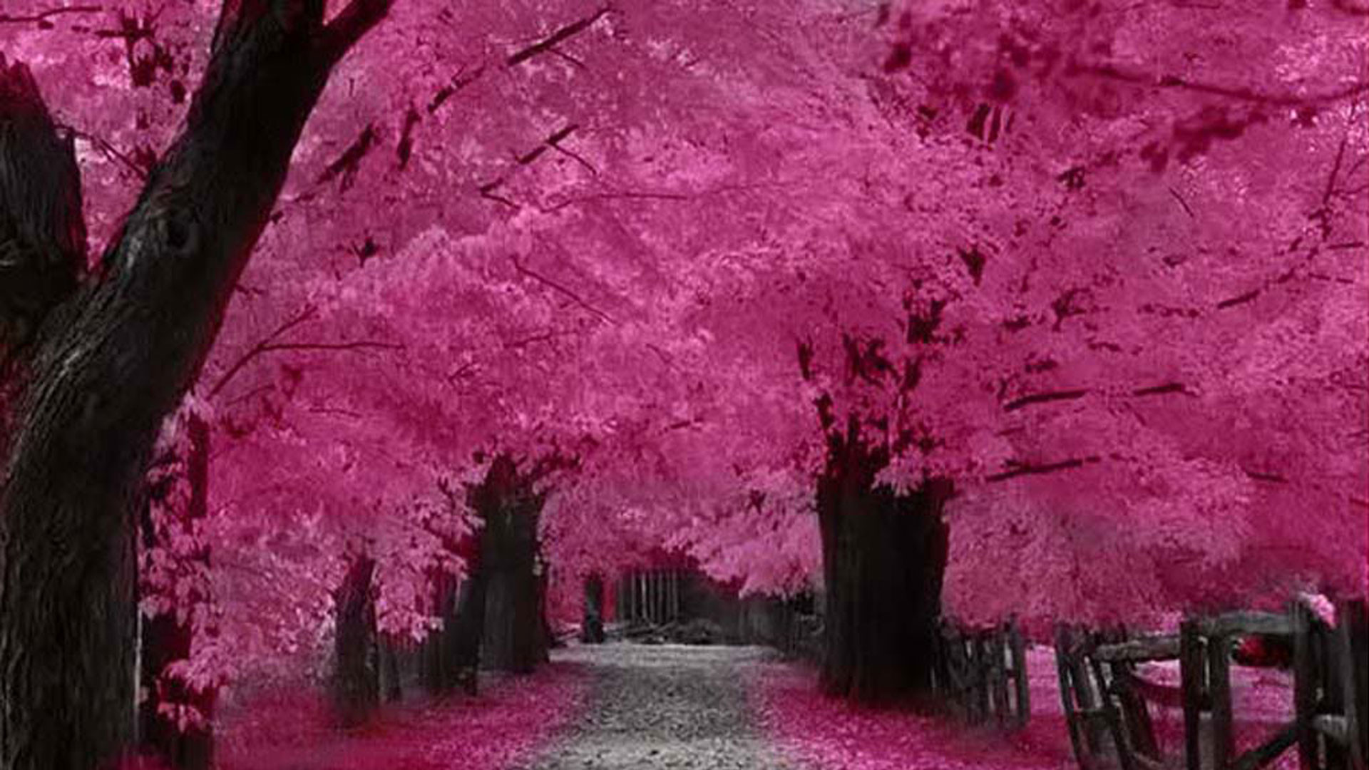1920x1080 ... hd wallpaper; 14 anese cherry blossom images group ...
