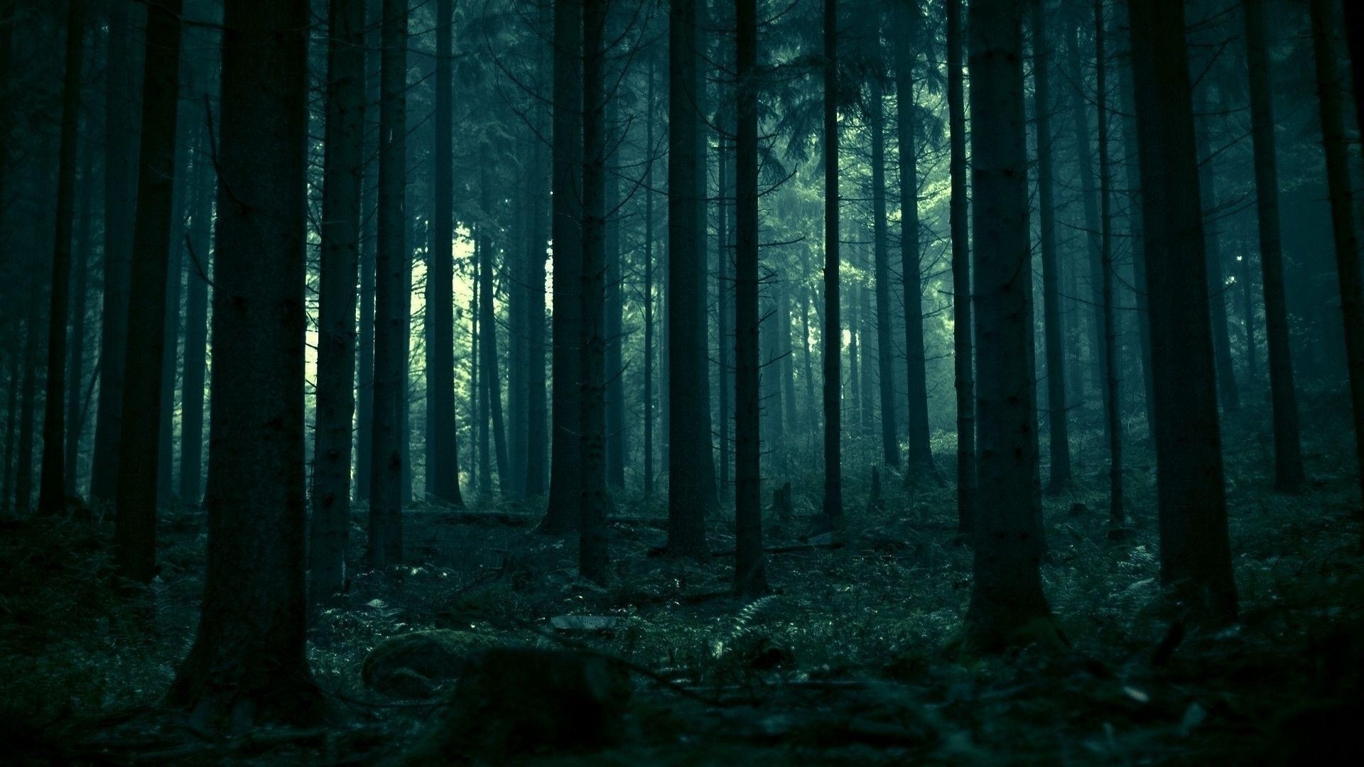 1920x1080 Title : dark forest wallpapers – wallpaper cave. Dimension : 1920 x 1080.  File Type : JPG/JPEG