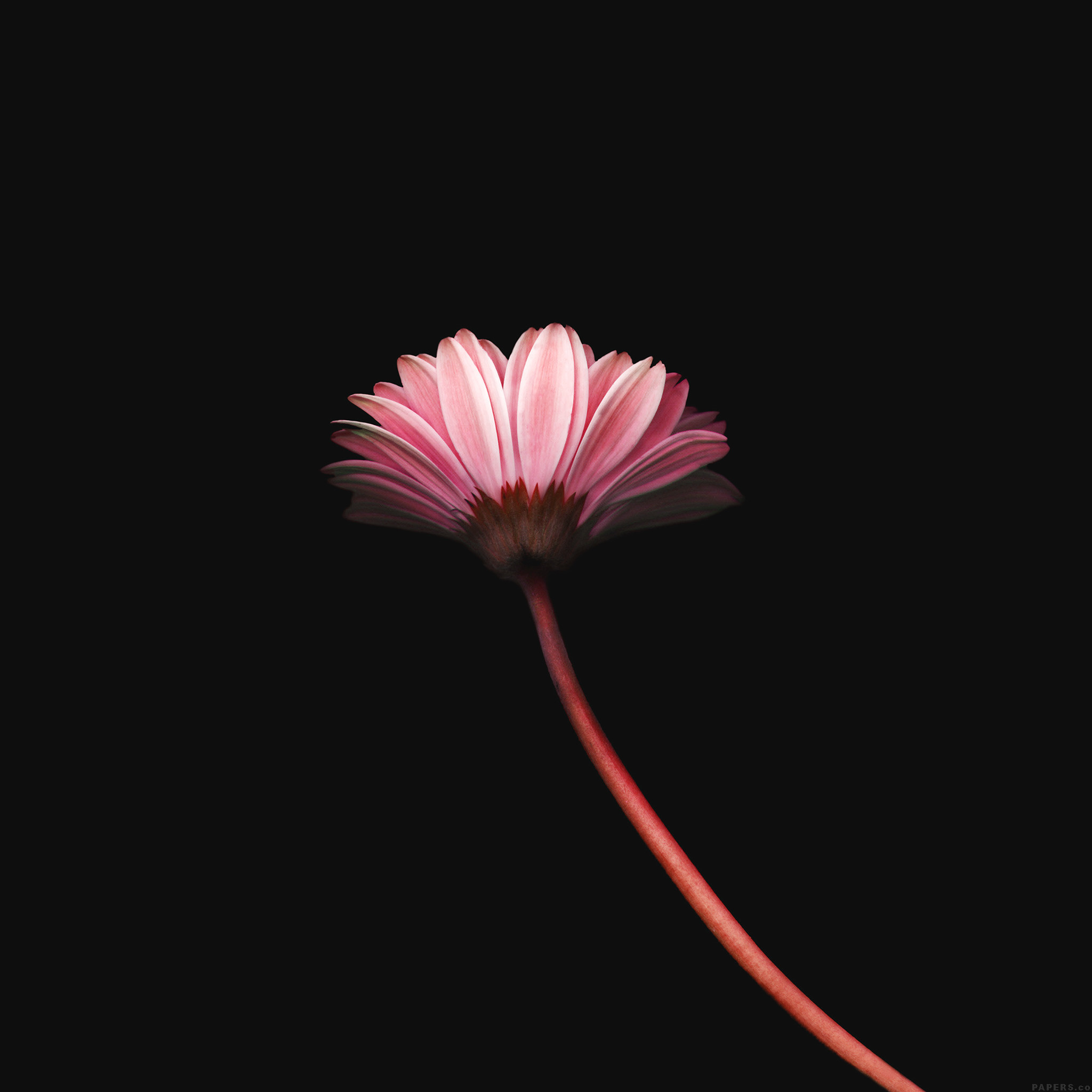 2048x2048 Lonely Flower Dark Red Simple Minimal Nature Ipad Air Wallpaper