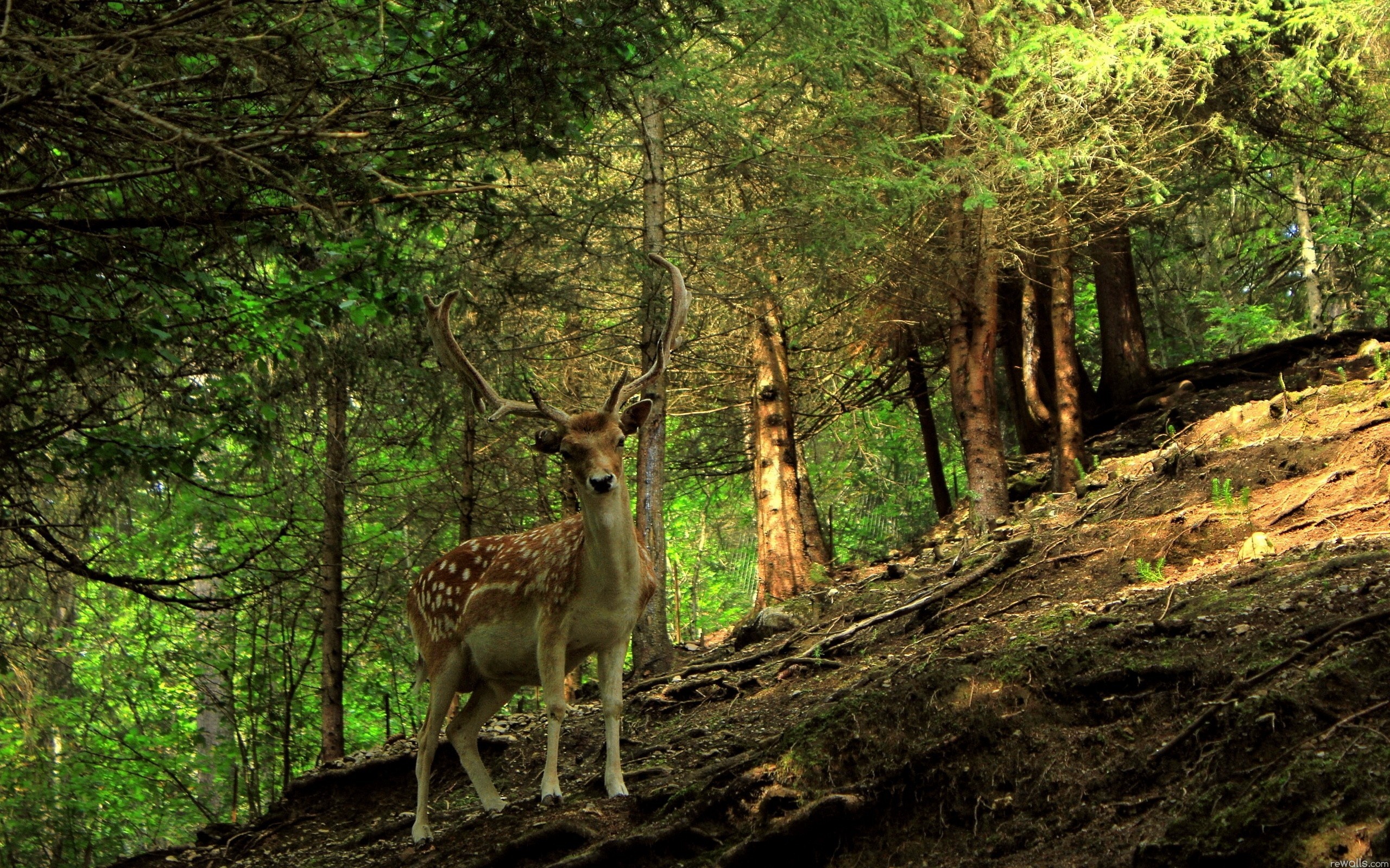 2560x1600 ... wallpaper 1920x1080 696254  Backgrounds Of Deer Amazingforest  Colourful Life Animals Forest