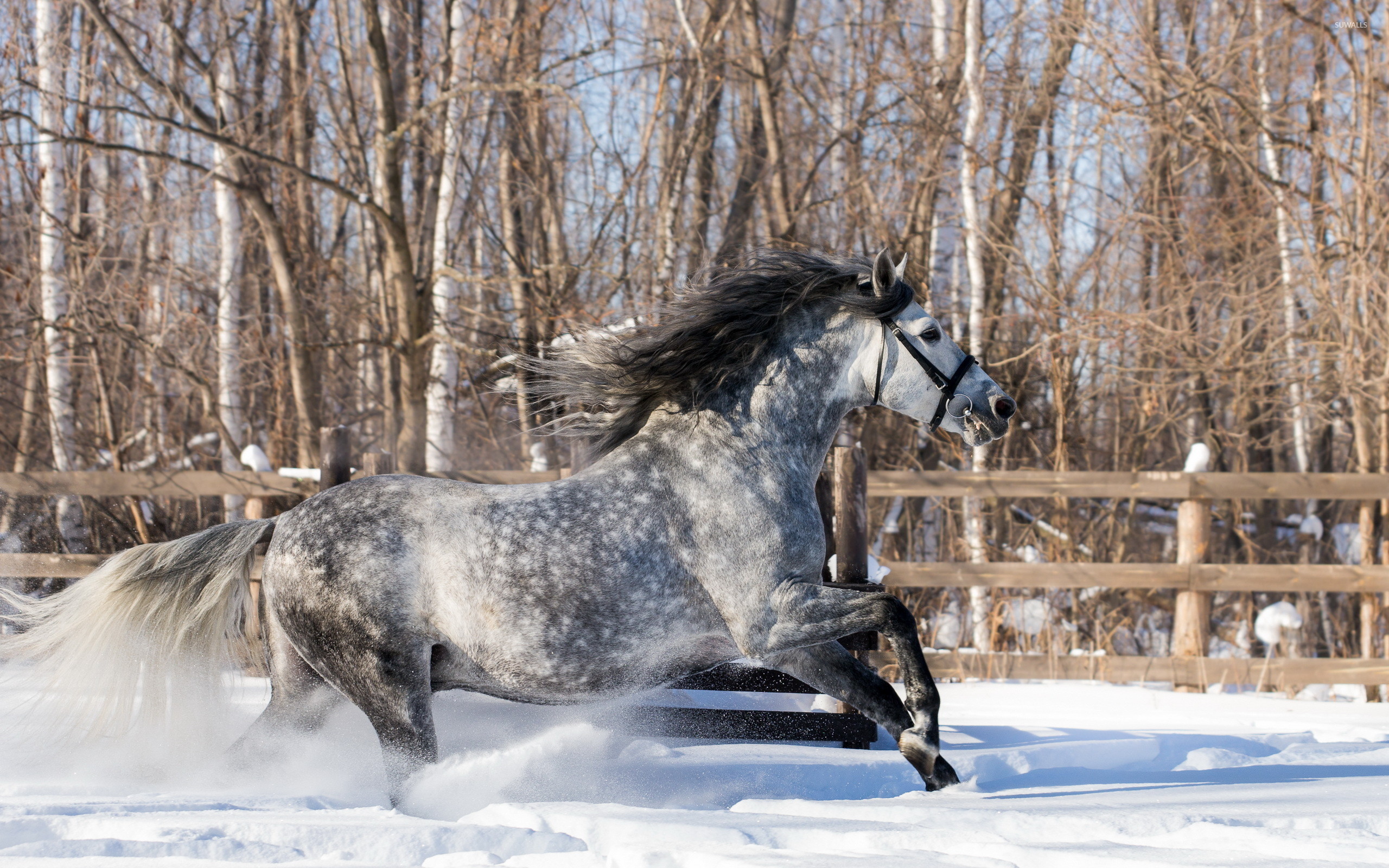 2560x1600 Gray horse running in the snow wallpaper  jpg