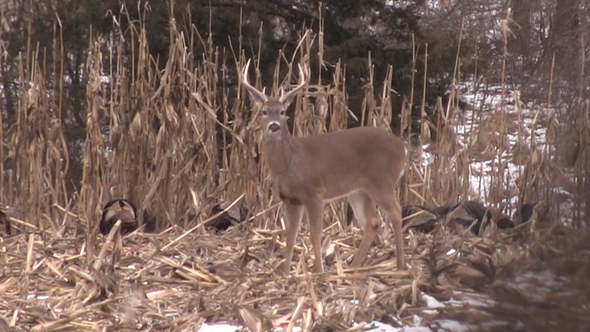 1920x1080 Should hunters expect to see fewer deer in 2014 because of winter kill? The  Deer Severity Index says "yes."