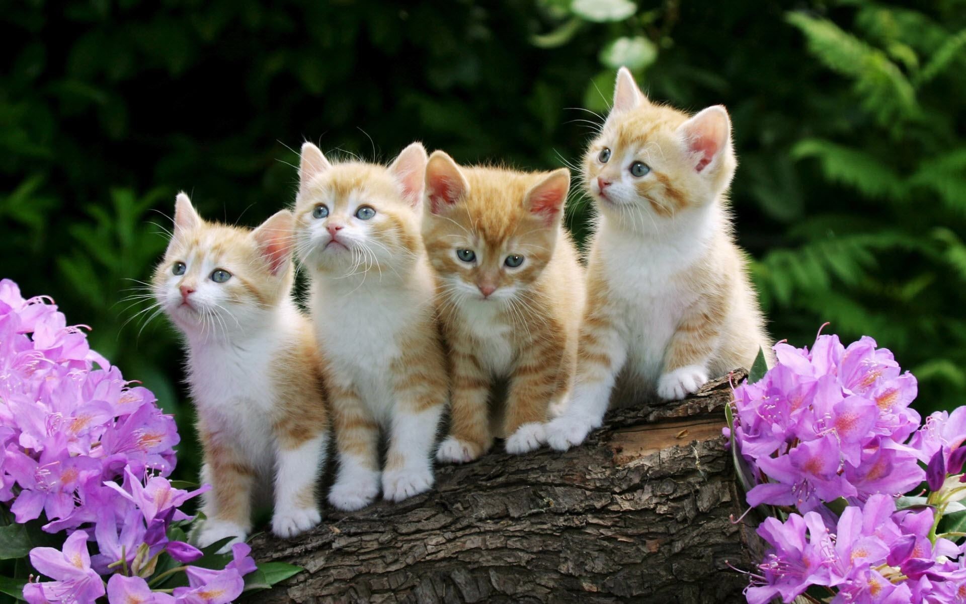 1920x1200 ... Cute Animal Wallpapers For Desktop Background Full. Download