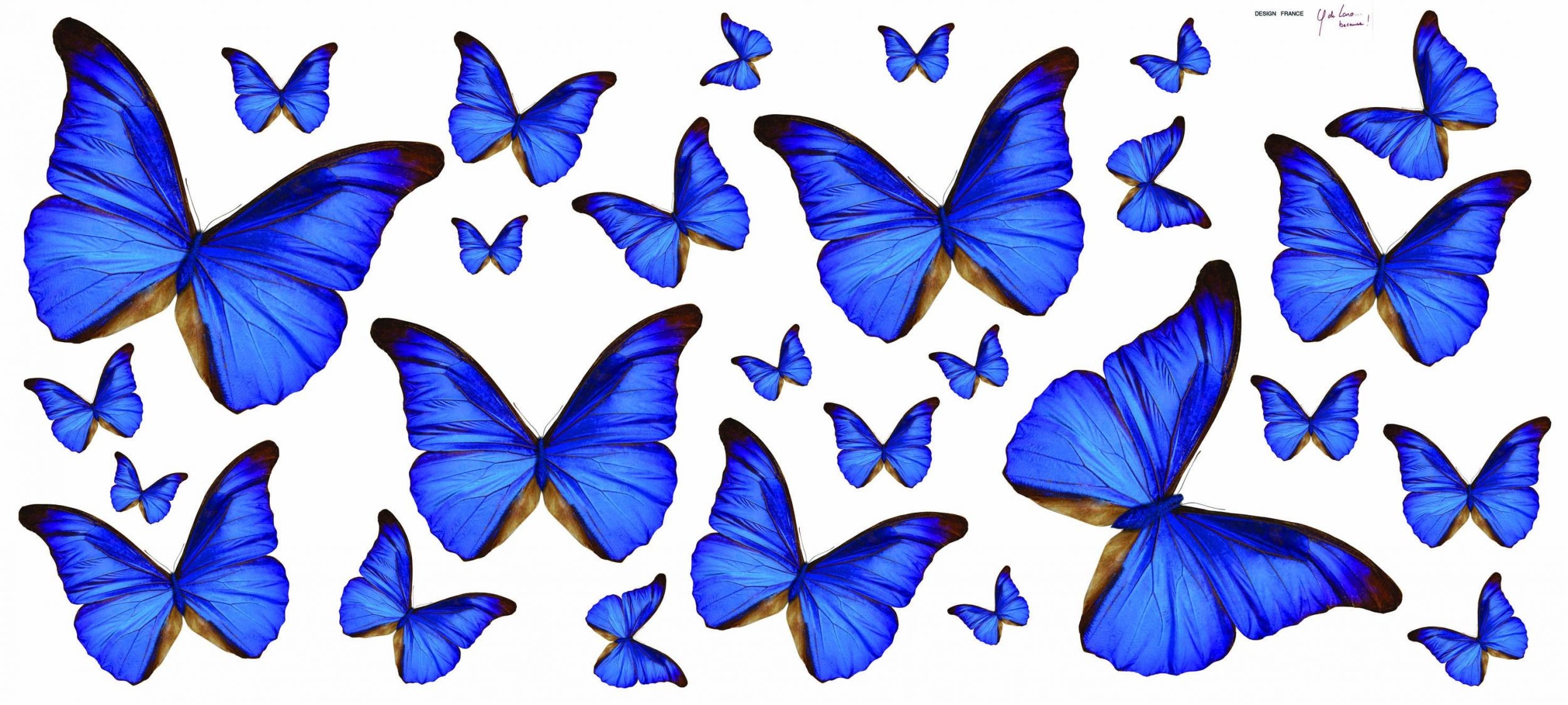 2500x1125 Adorable HDQ Backgrounds of Blue Butterfly, 2953x1329 px – download free