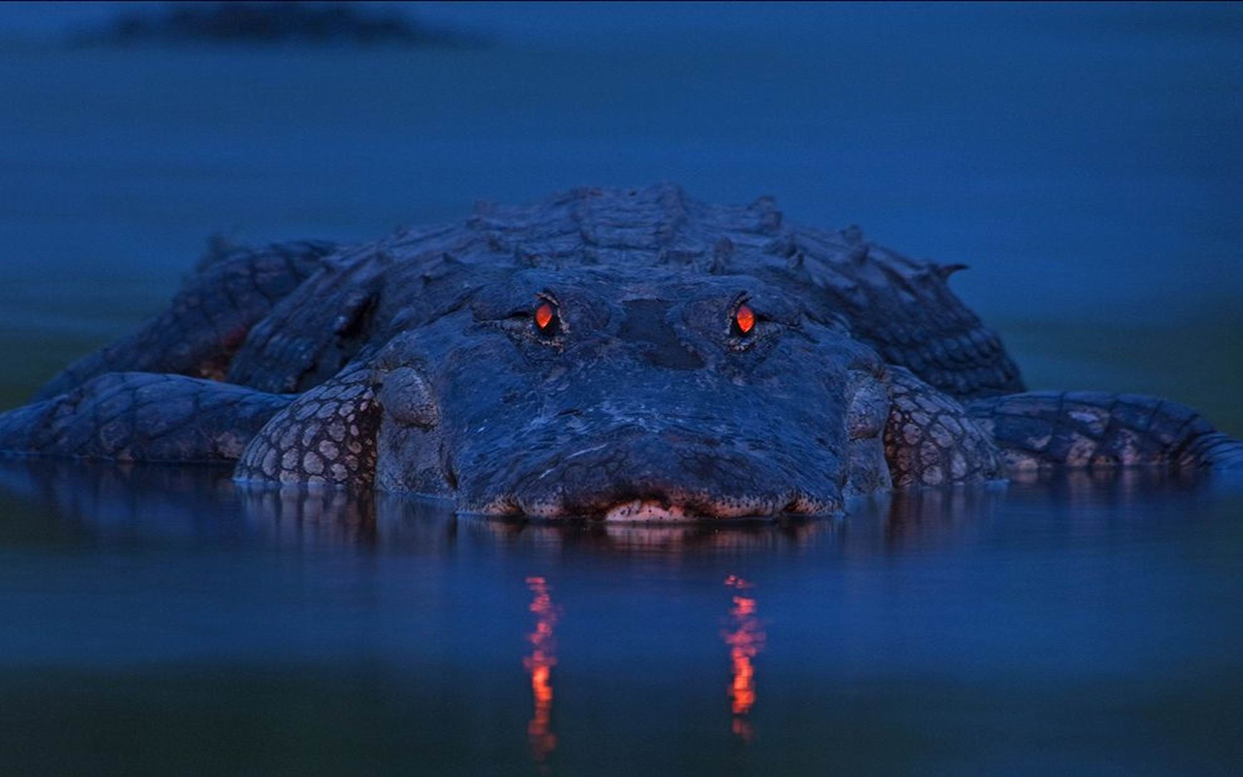 2560x1600 alligator widescreen wallpaper Â· Florida StyleFlorida GatorsFunny ...