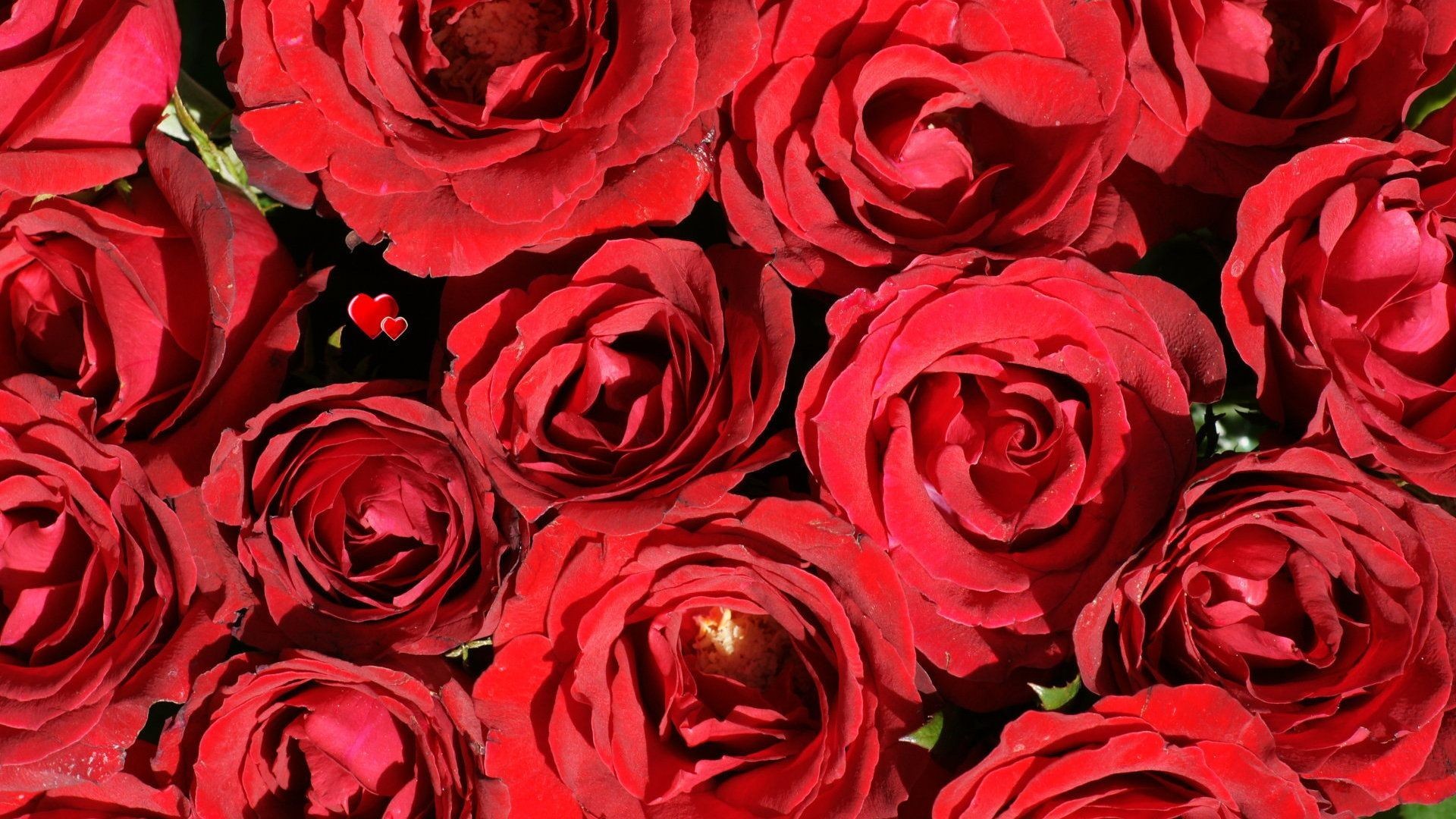1920x1080 Red-Rose-Red-Flowers-HD-Pictures-One-HD-
