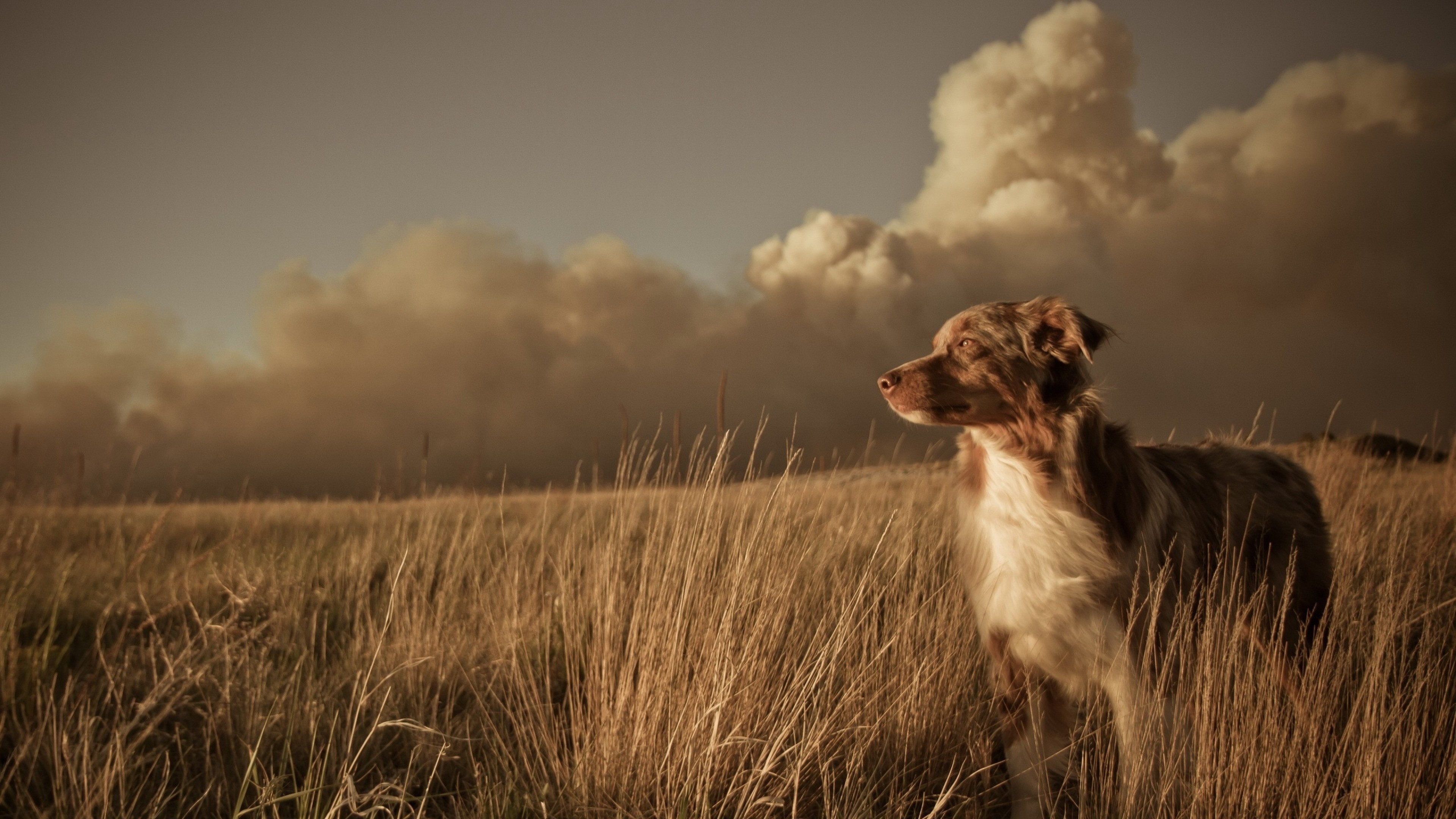 3840x2160  Wallpaper dog, field, grass, wind, clouds