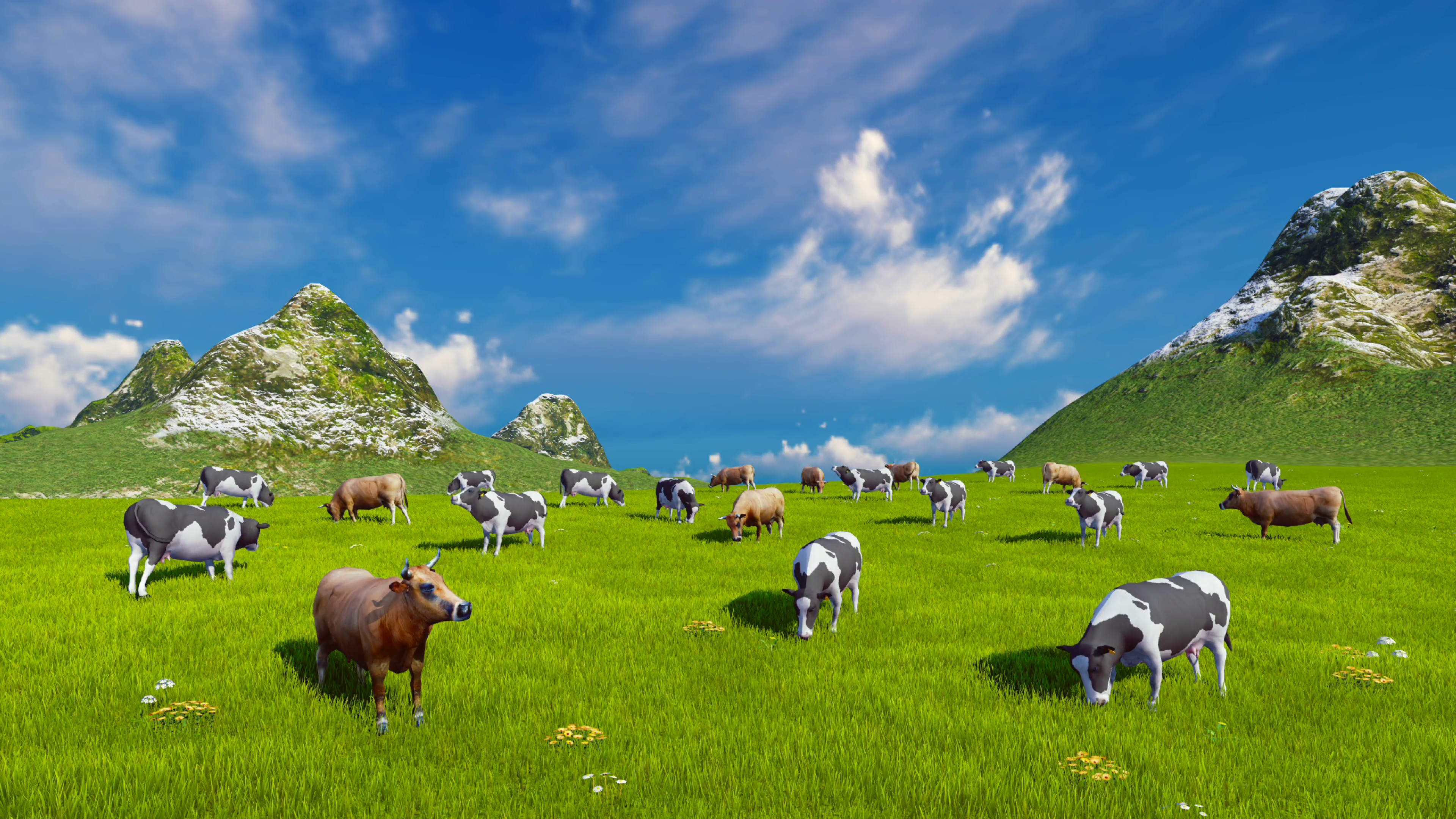 3840x2160 Farm landscape with a herd of mottled dairy cows grazing on a verdant  alpine pasture at