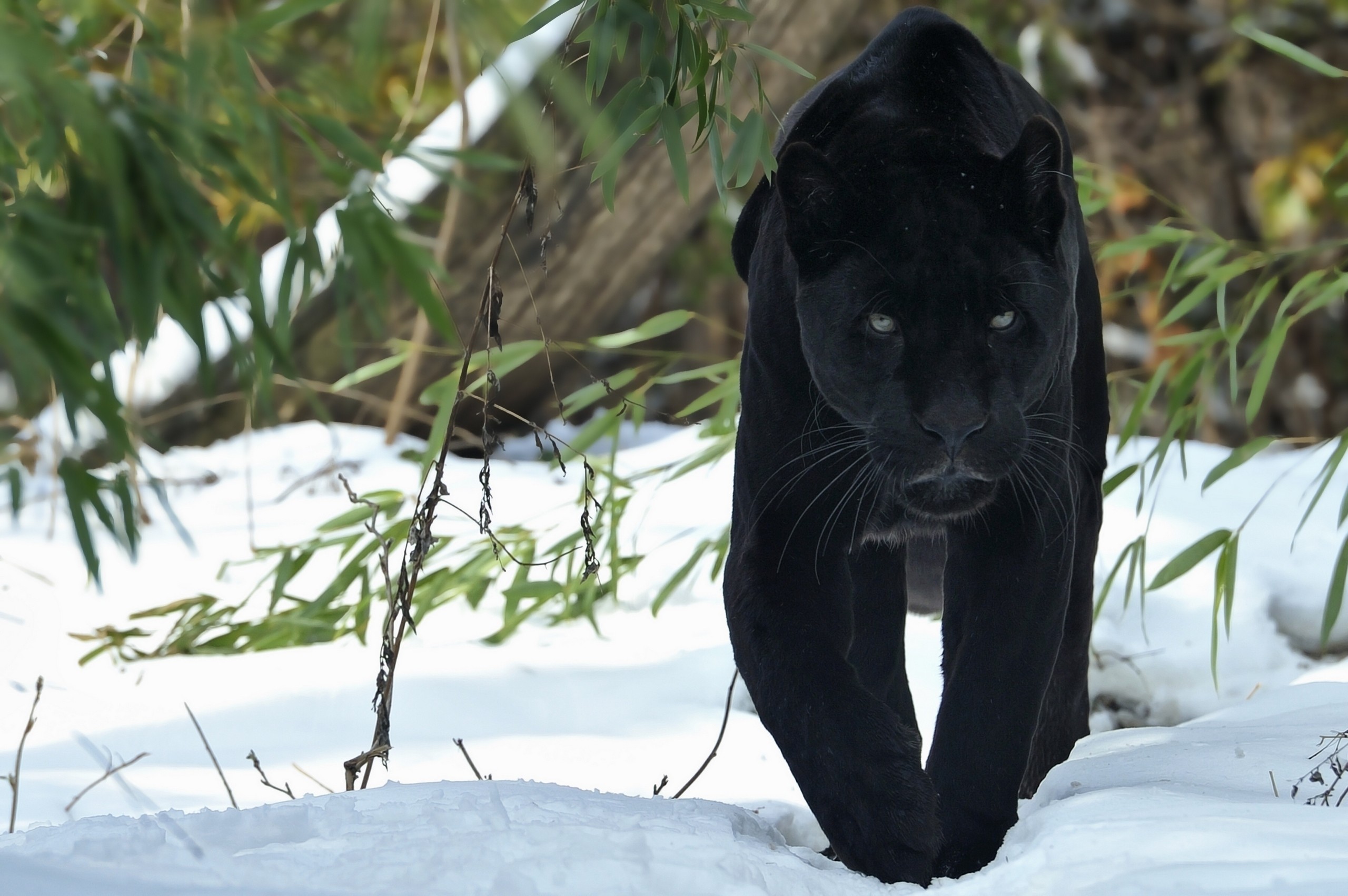 2560x1703  Wallpaper panther, walk, snow, winter, predator, big cat