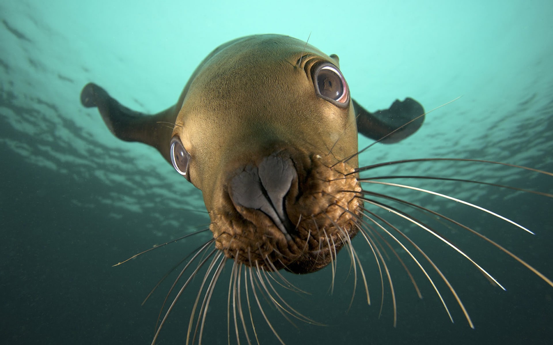 1920x1200 Mustachioed walrus underwater