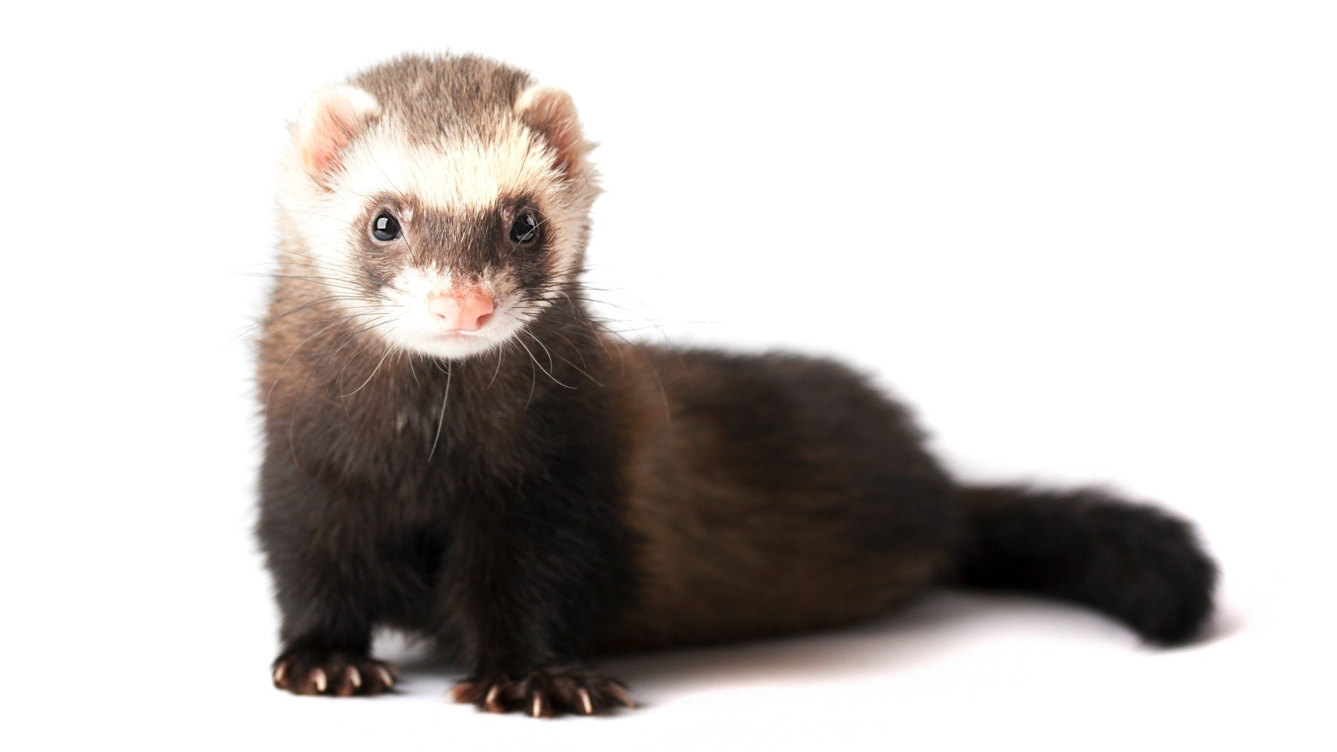 1920x1080 There's a lot about ferrets you may not know, so read up before making one