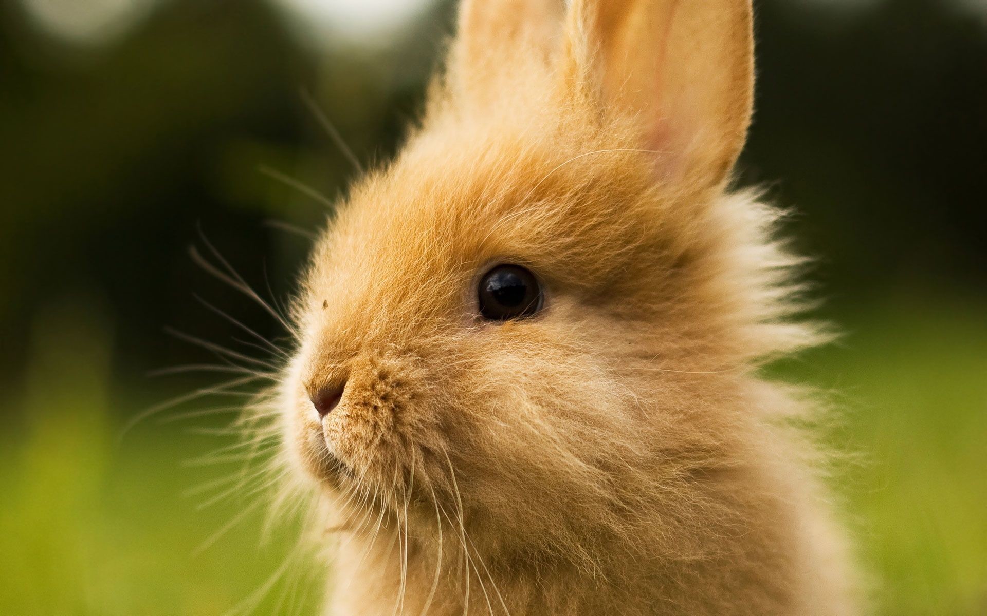 1920x1200 Cute Baby Bunnies Cool Wallpapers | Amaimages.com