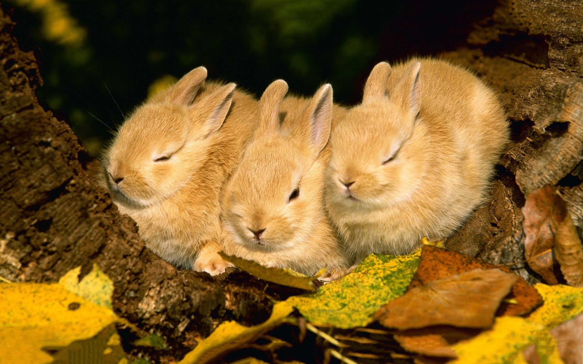 1920x1200 bunnies | Sleeping bunnies Wallpapers Pictures Photos Images